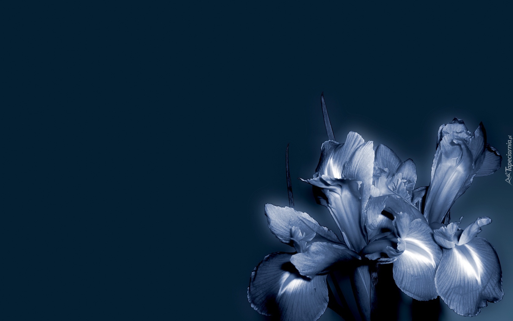 Kwiaty, Niebieskie, Tło