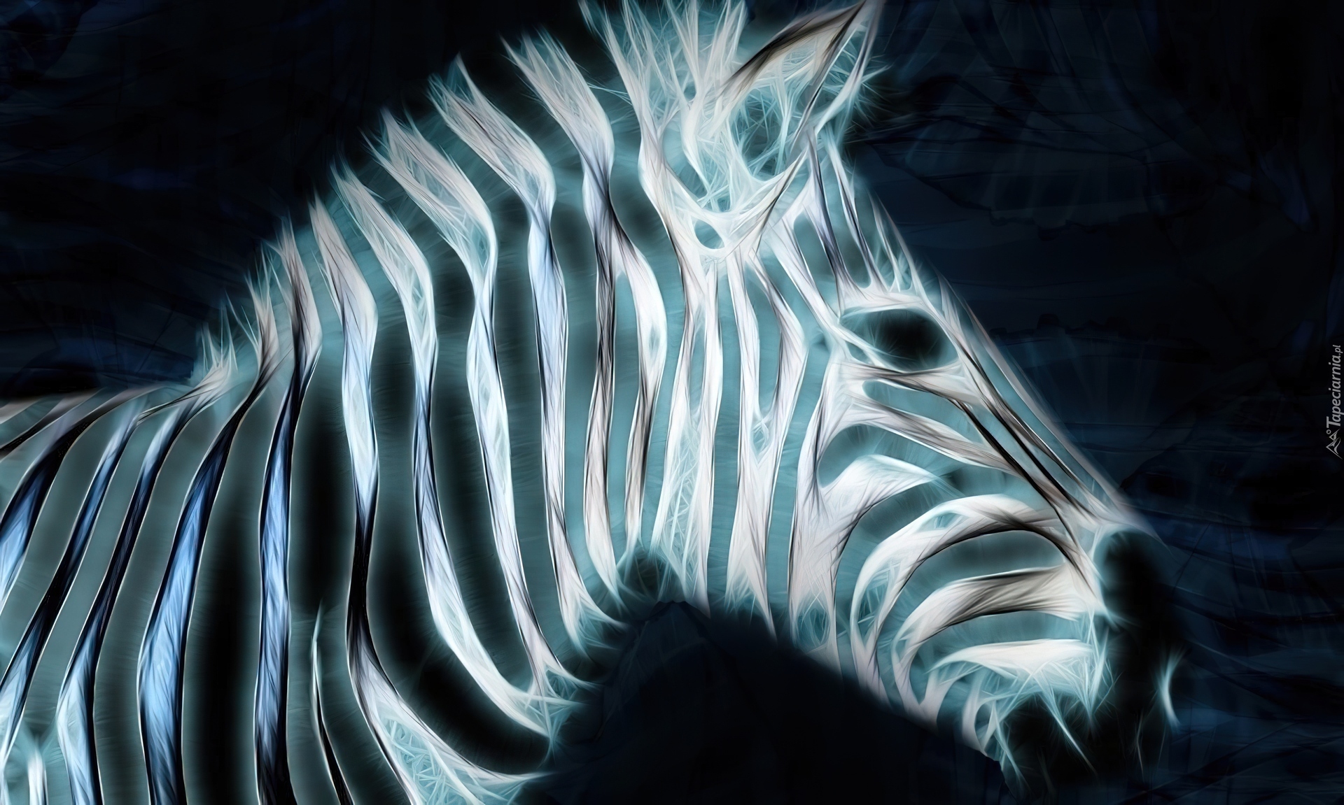 Zebra, 3D, Paski