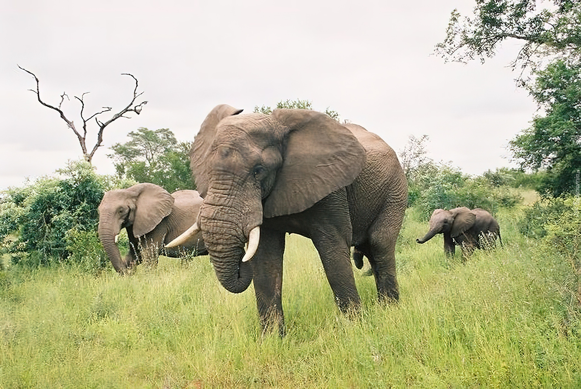 Słonie, Afryka