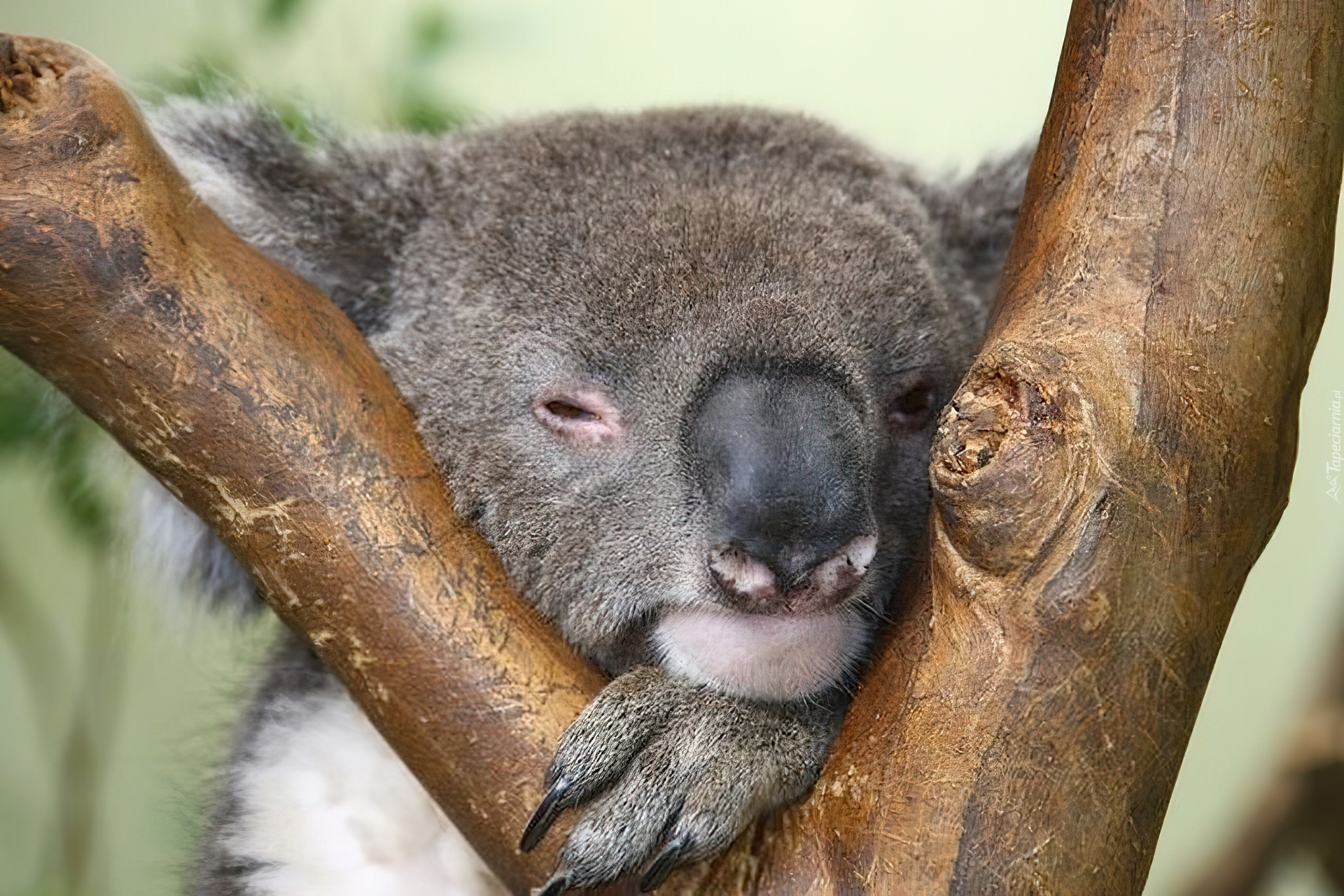Koala, Sen