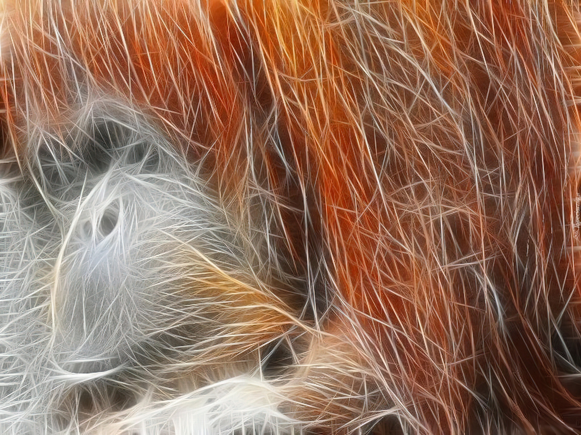 Rudy, Orangutan, Grafika