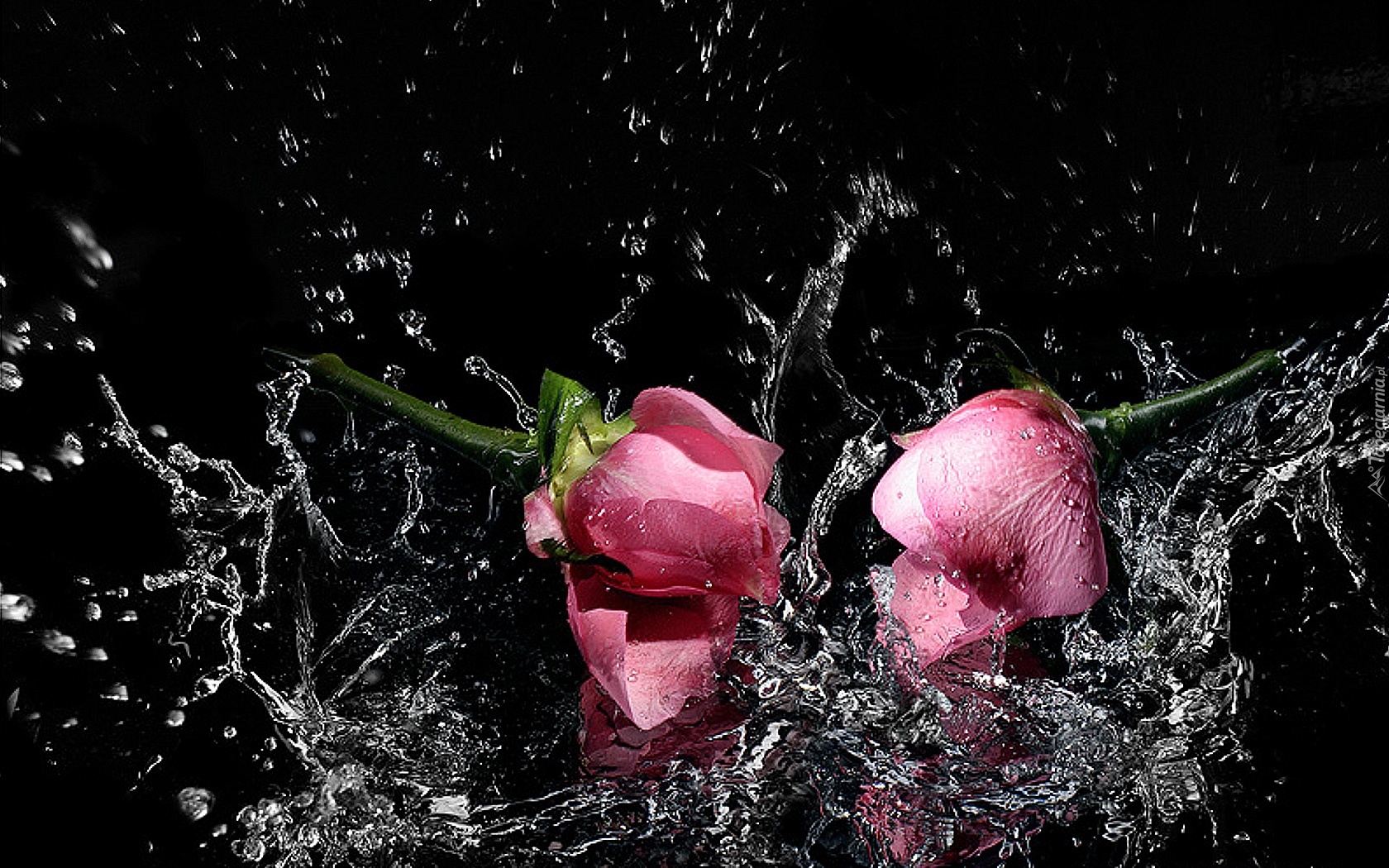 Róże, Woda