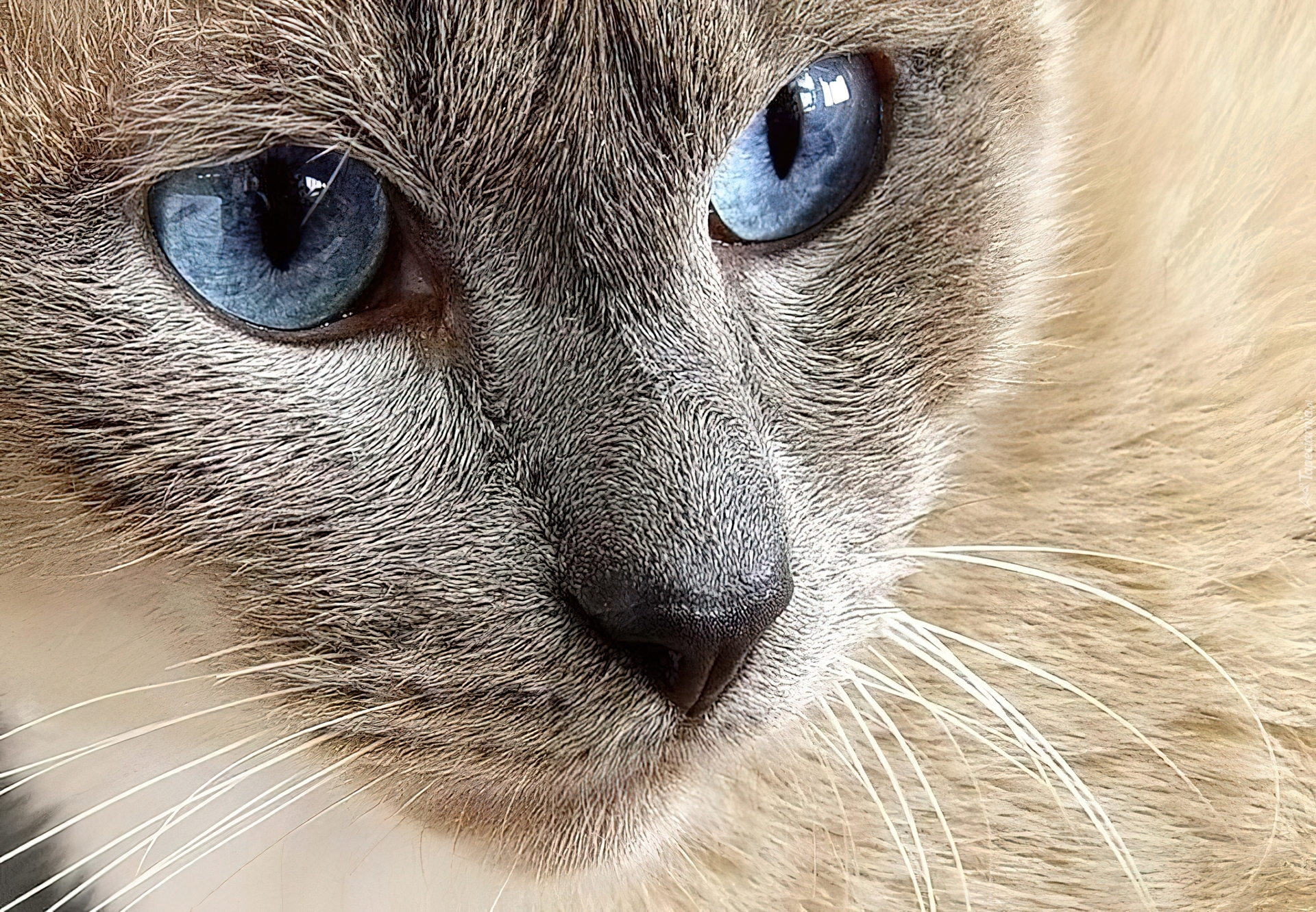 Kot, Pyszczek, Niebieskie, Oczy