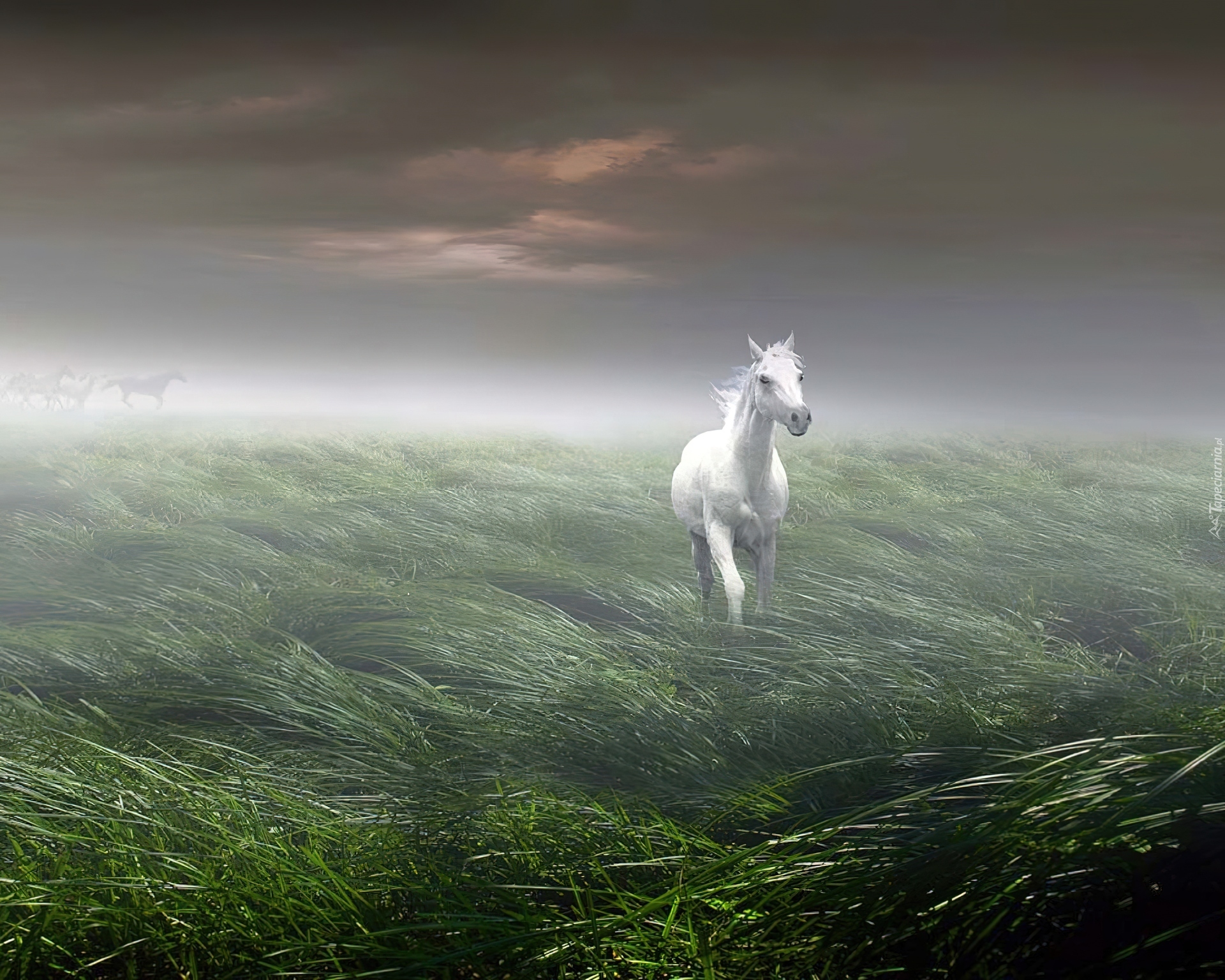 Biały, Koń, Mgła