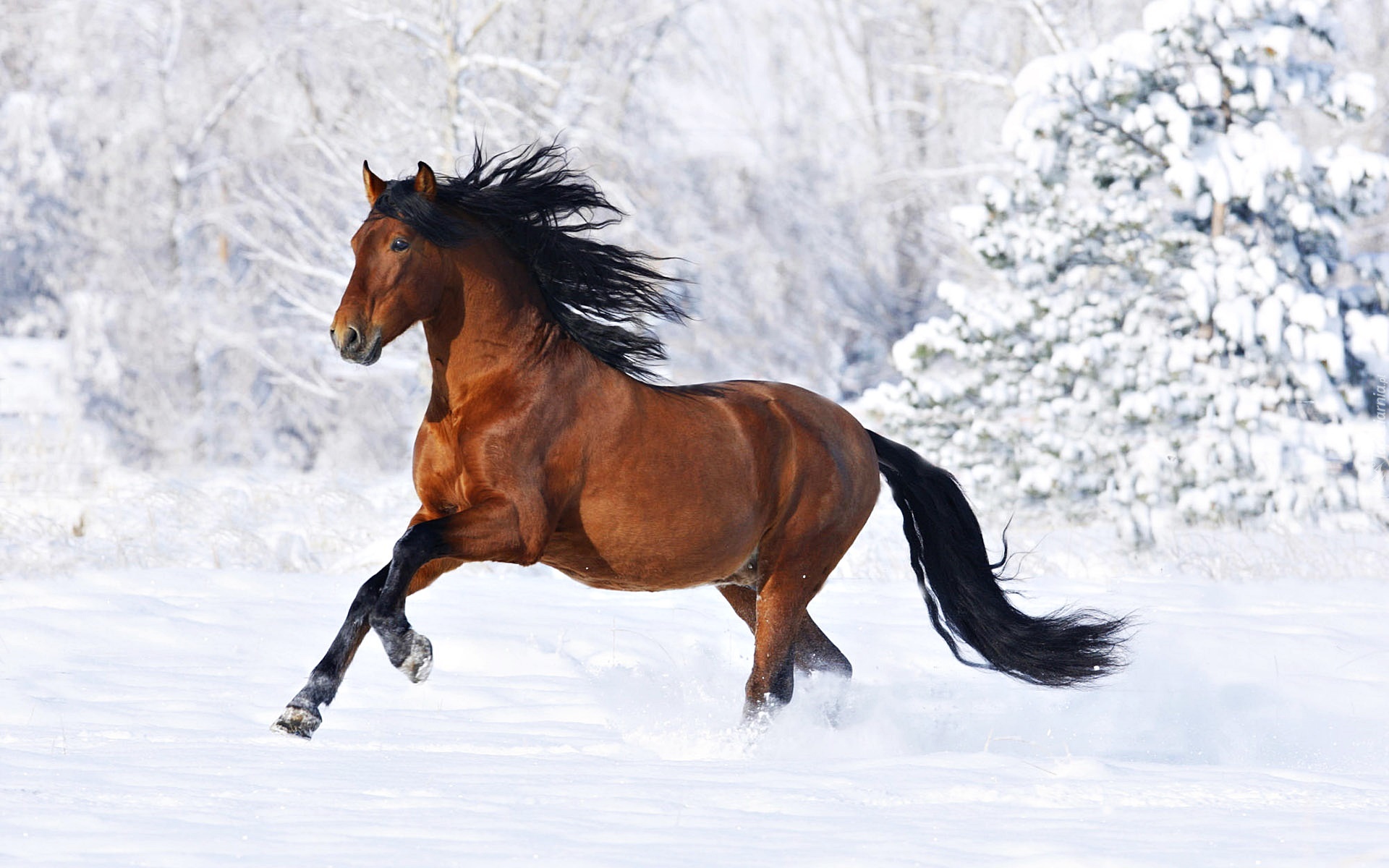 Galopujący, Koń, Śnieg