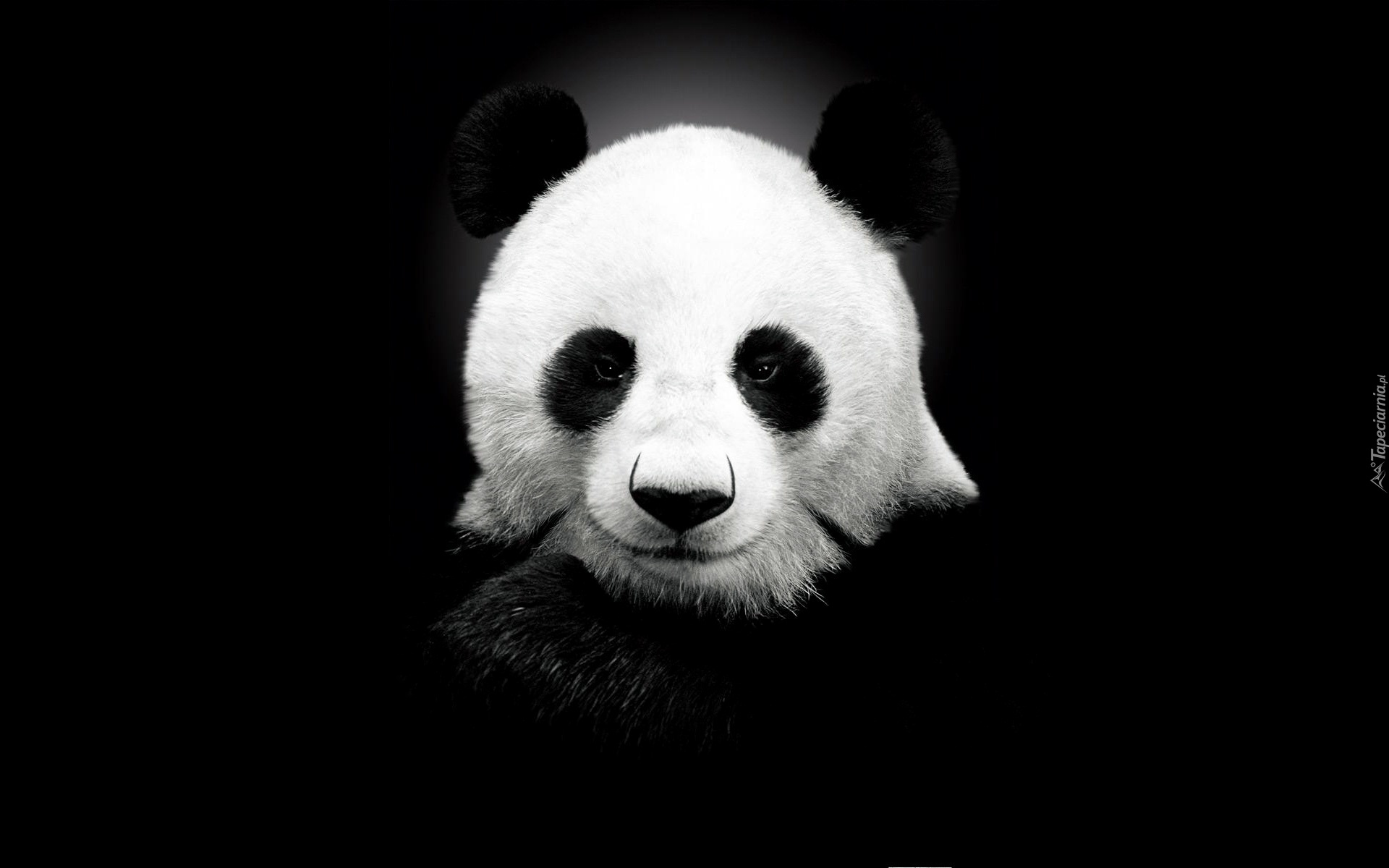 Czarno, Biała, Panda