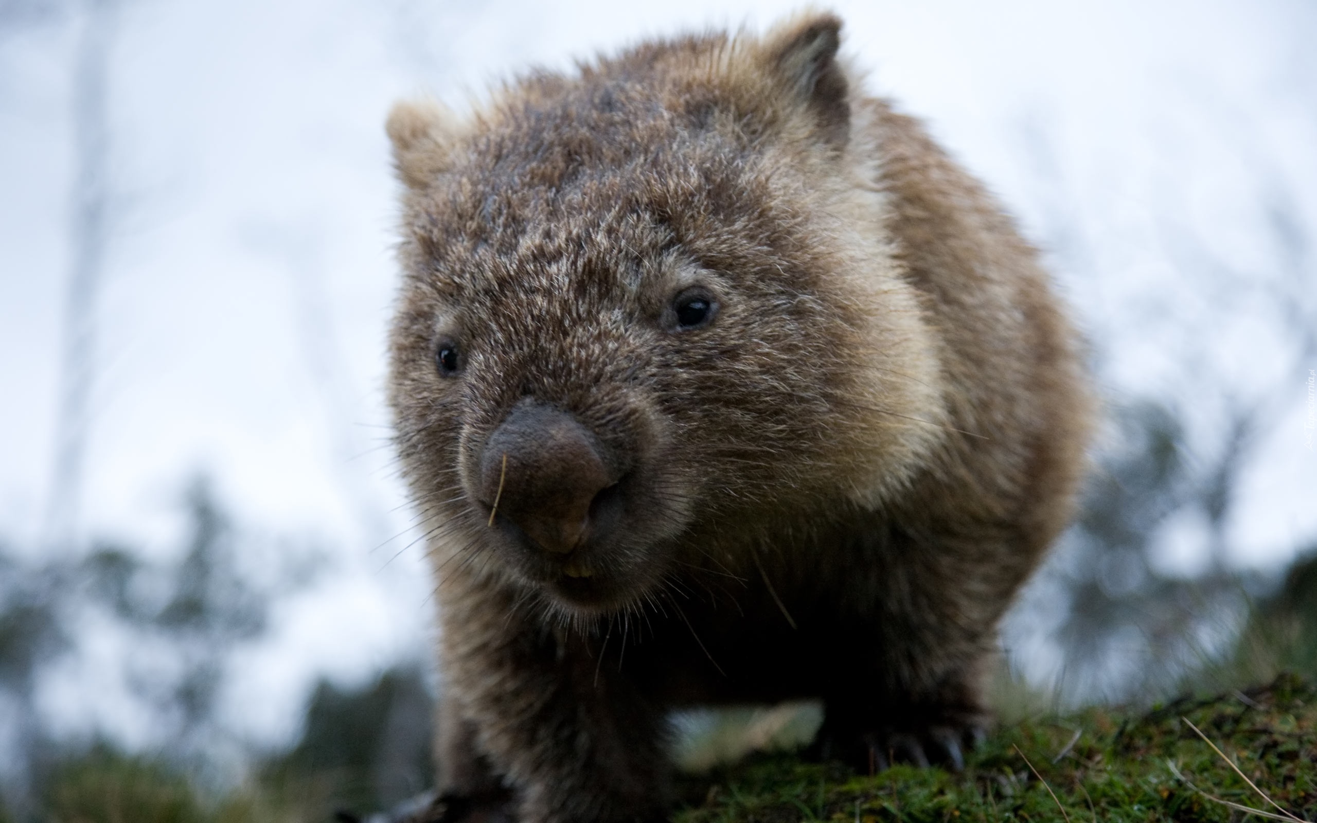 Mały, Wombat
