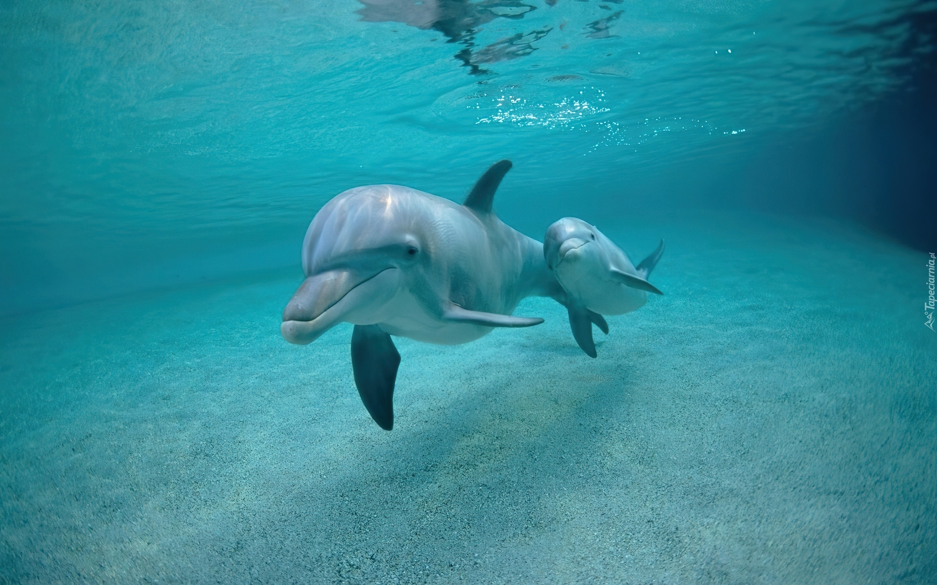 Delfiny, Woda