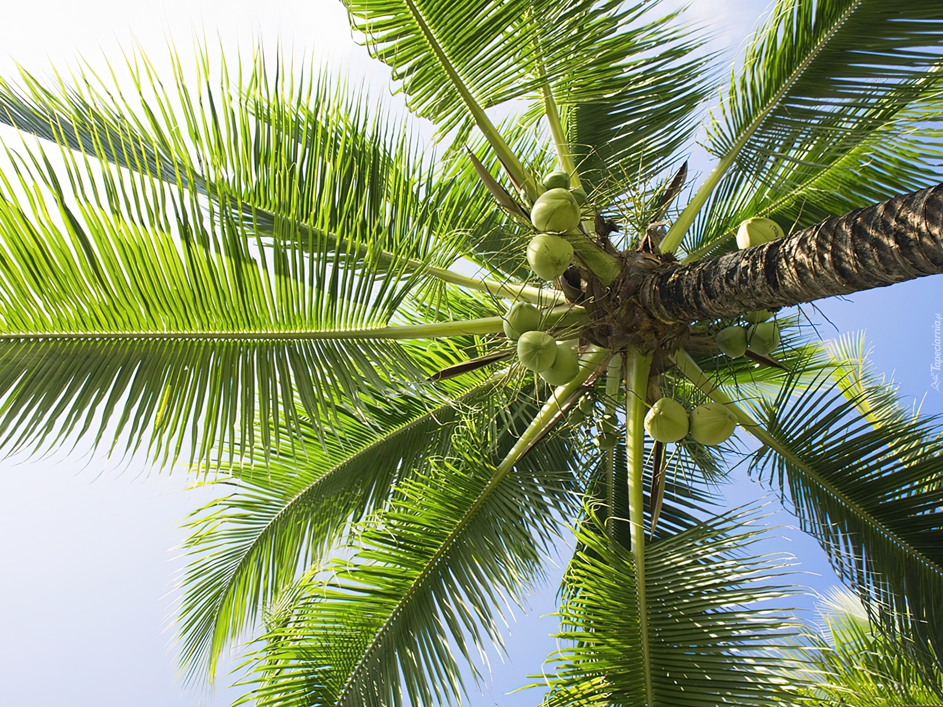 Palma, Kokosy