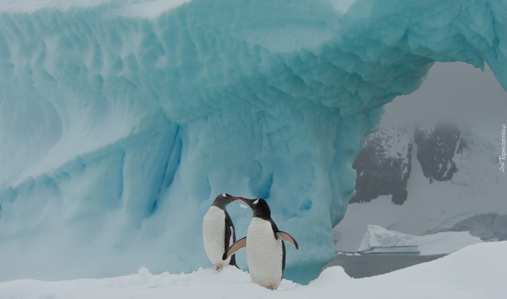 Dwa, Pingwiny, Aiceberg, Antarktyka