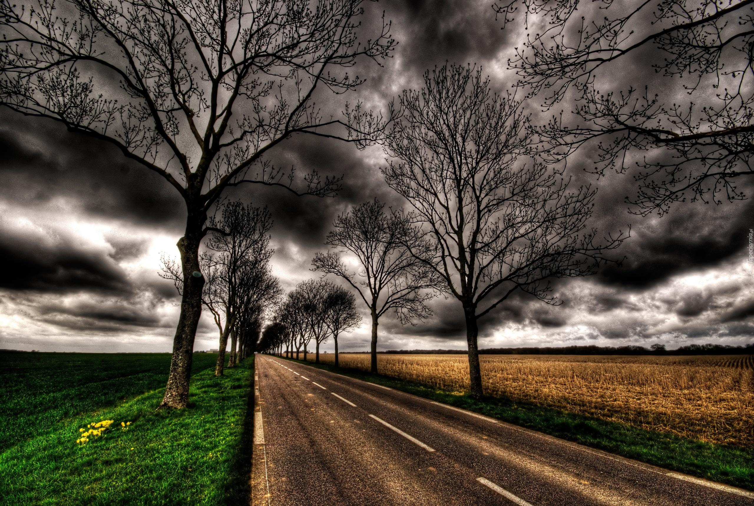 Droga, Ciemne, Chmury, Drzewa