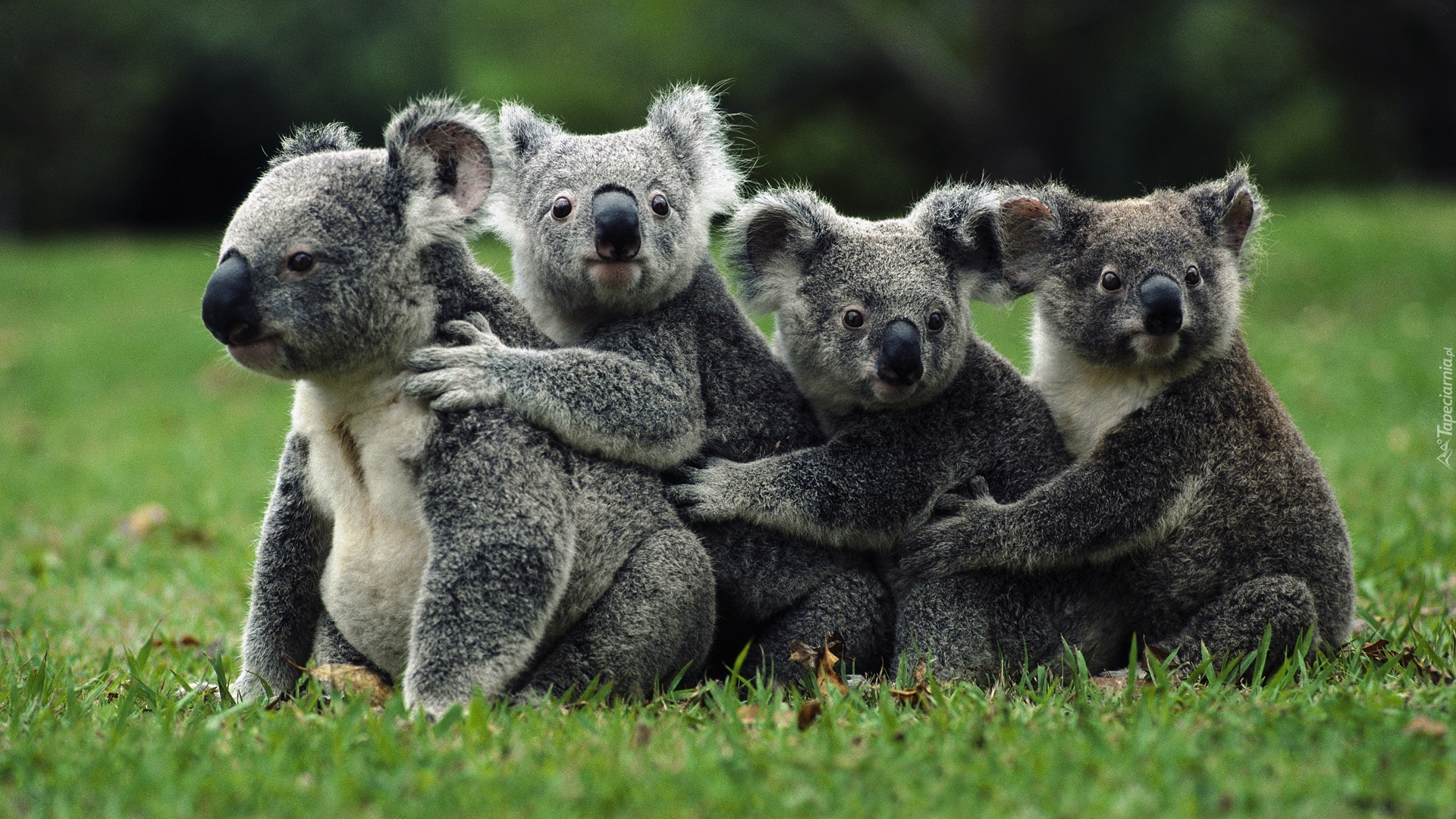 Cztery, Misie, Koala