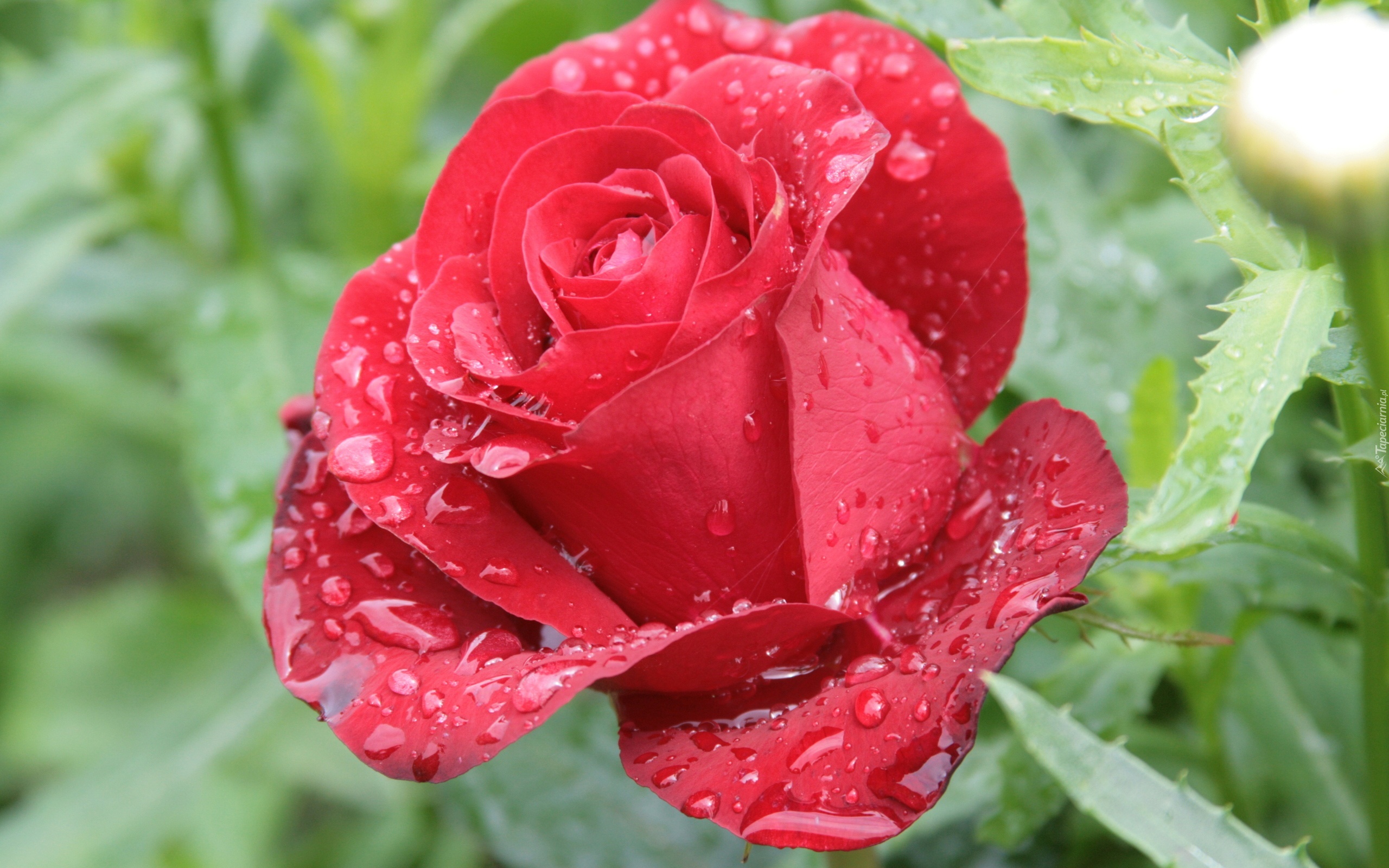 Róża, Krople, Deszczu