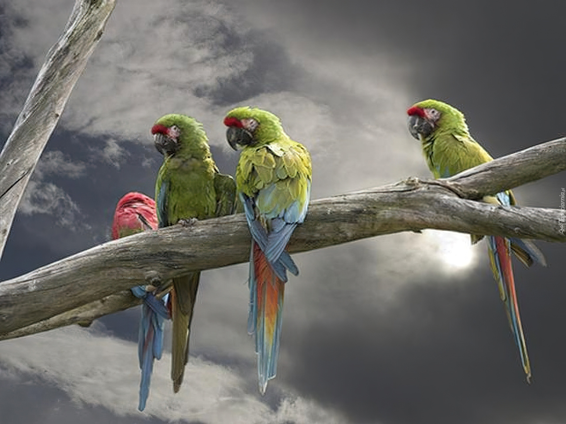 Papugi, Konar, Drzewa, Chmury