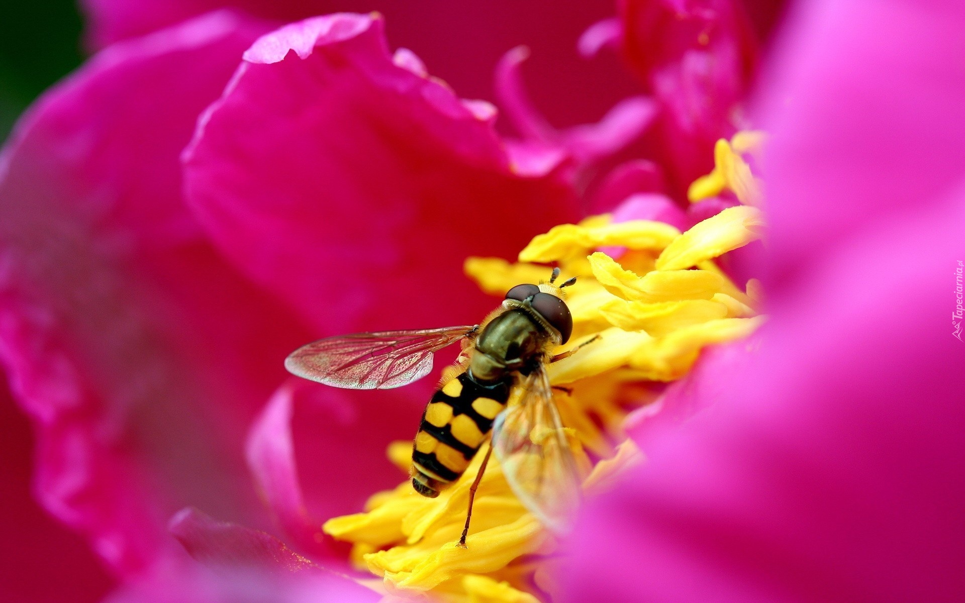 Pszczoła, Środek, Różowego, Kwiatka