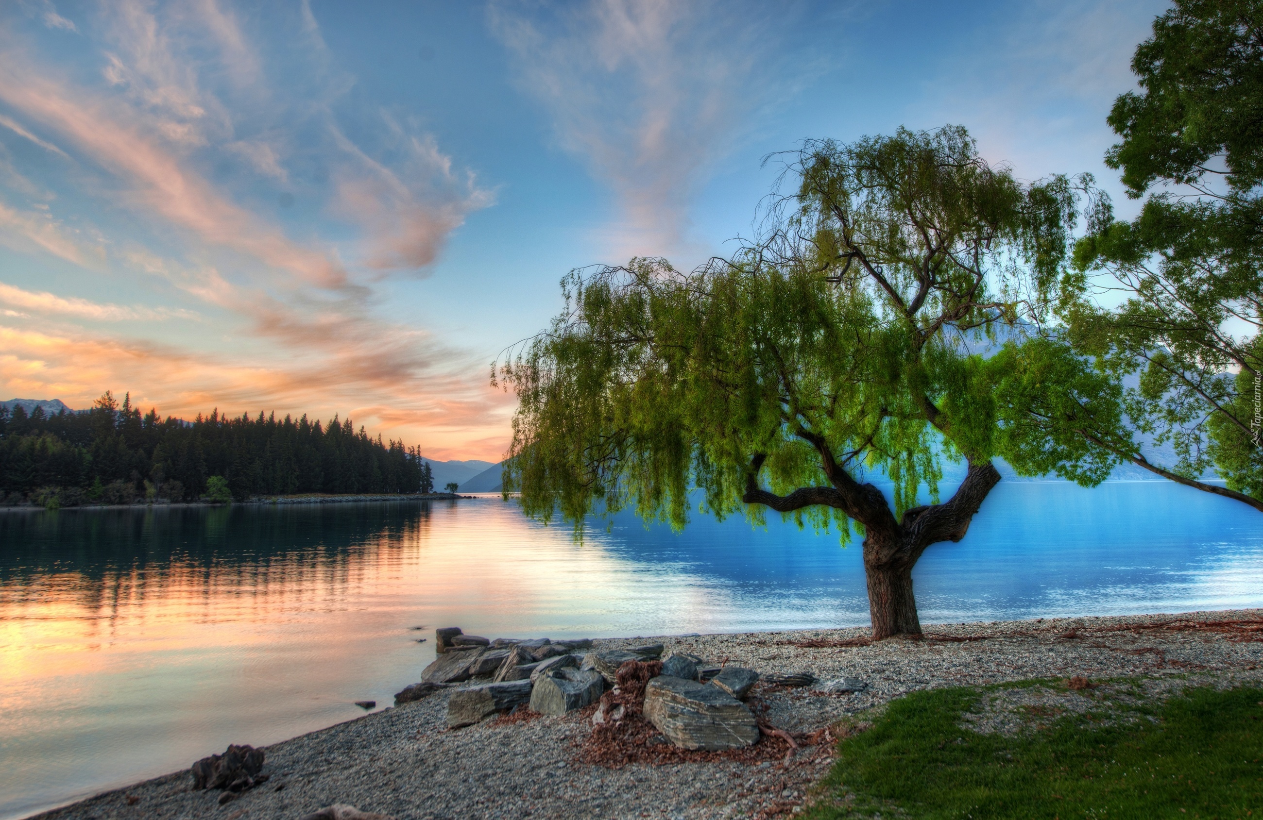 Drzewo, Jezioro, Serene, Nowa Zelandia
