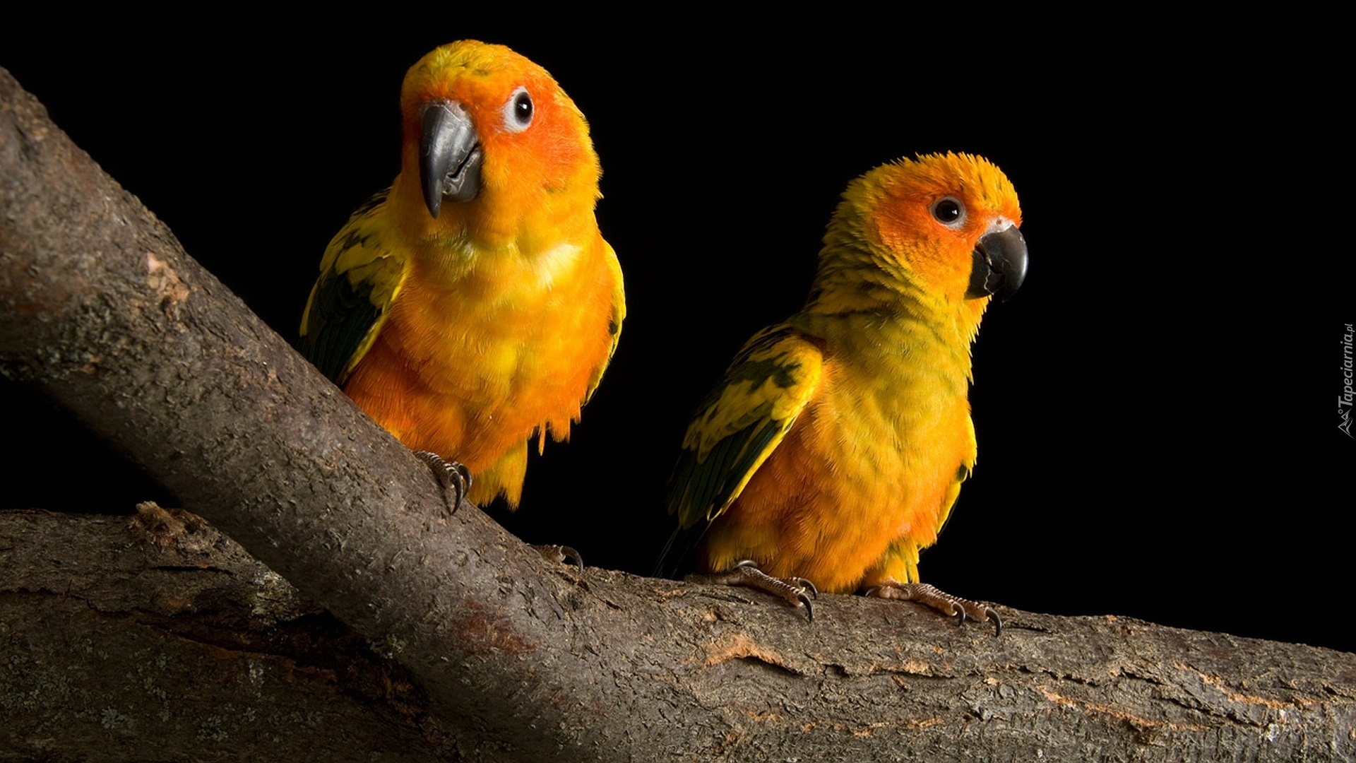Dwie, Żółto, Pomarańczowe, Papugi, Gałąź