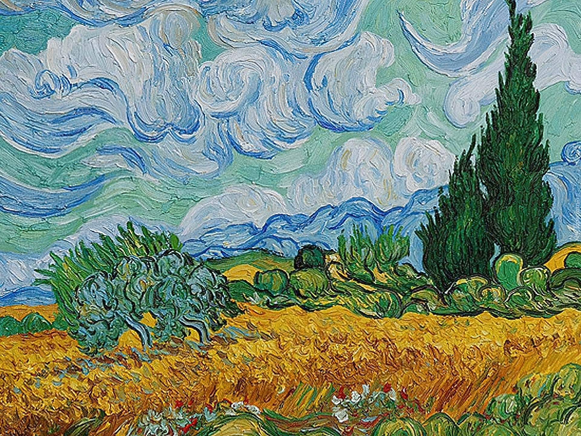 Vicent Van Gogh, Pole, Pszenicy, Z, Cyprysami