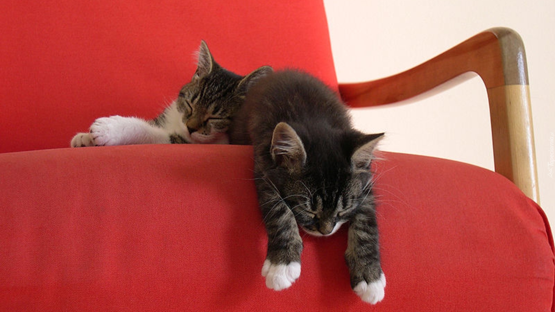 Dwa, Śpiące, Kociaki