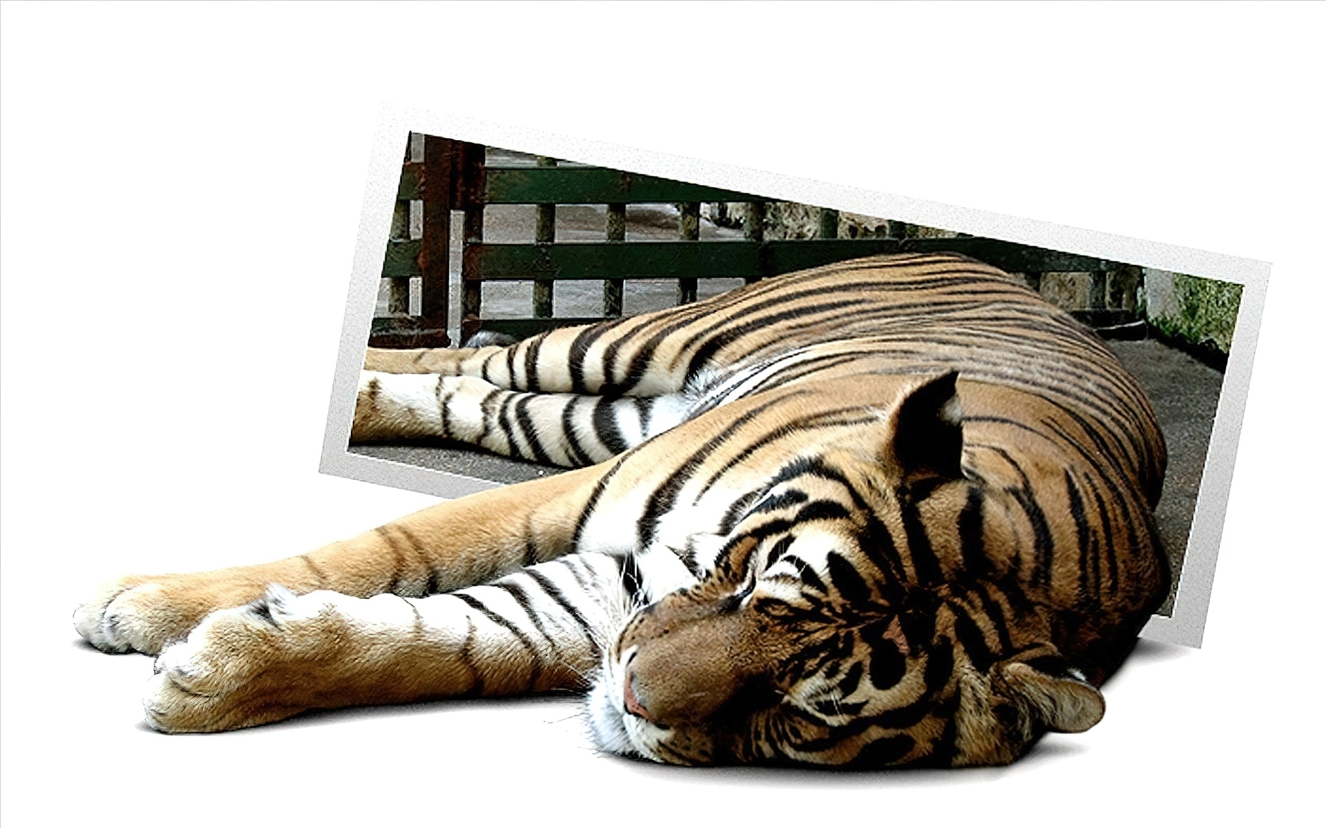 Tygrys, Odpoczynek, 4D