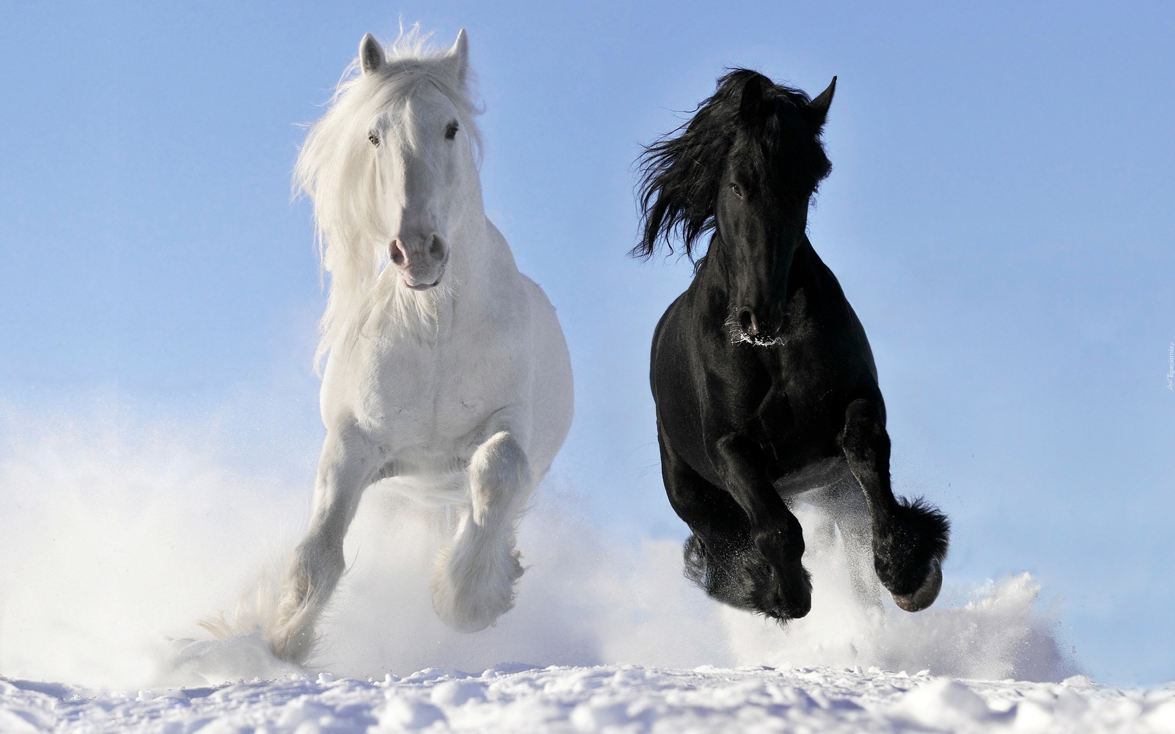 Dwa, Konie, Śnieg