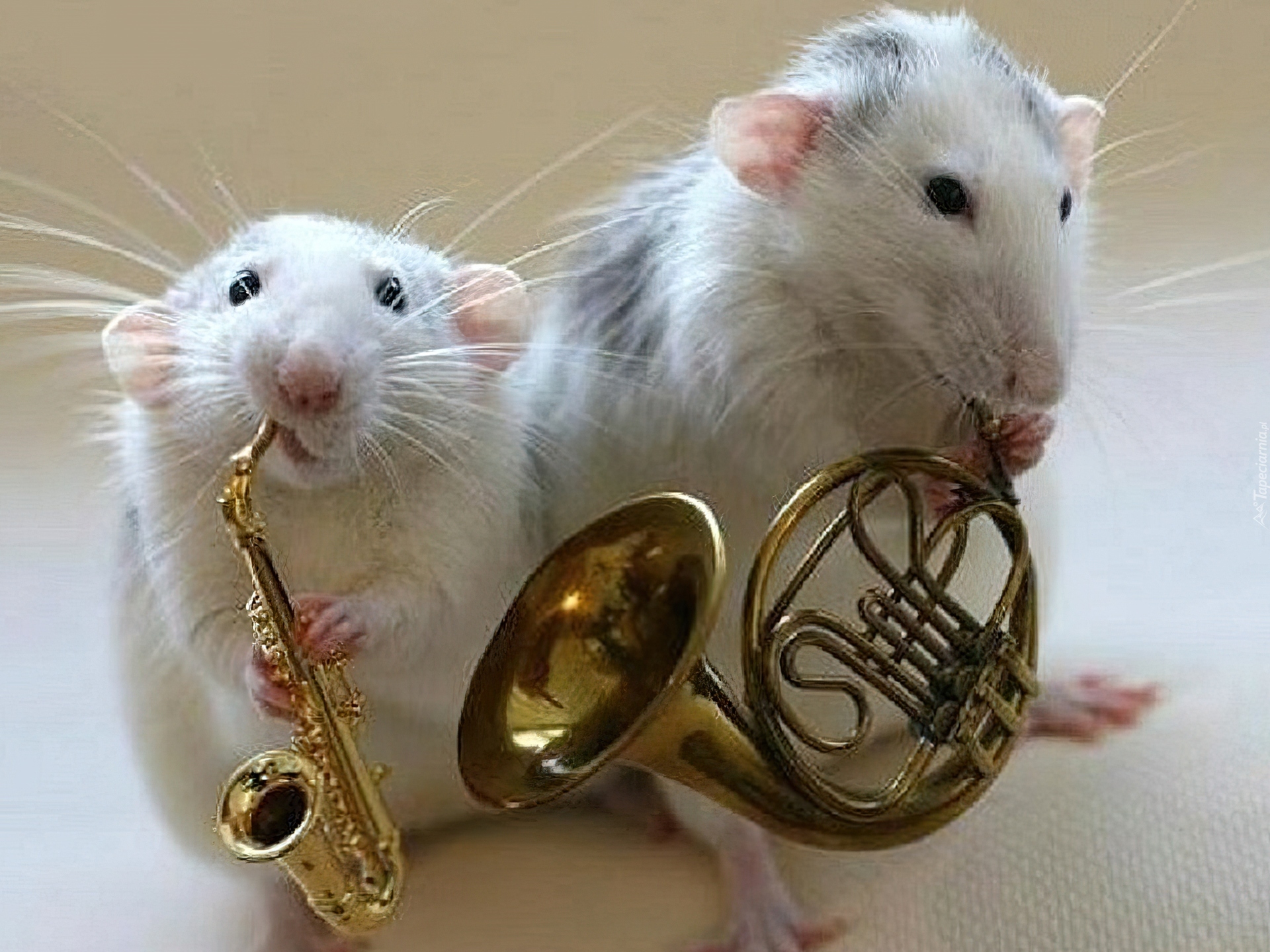 dwa-szczury-instrumenty