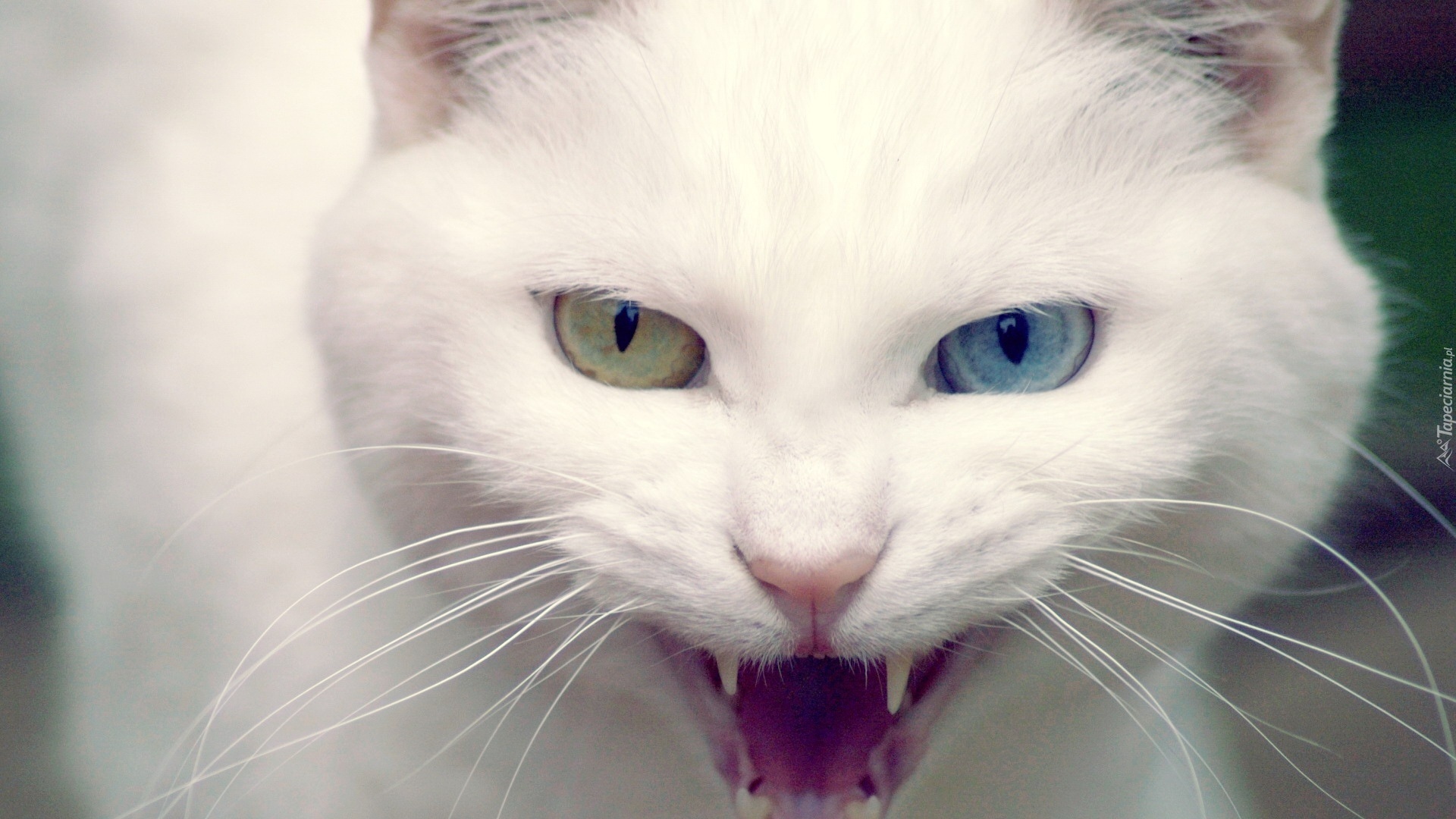 Dwukolorowe, Oczy, Kot turecka angora