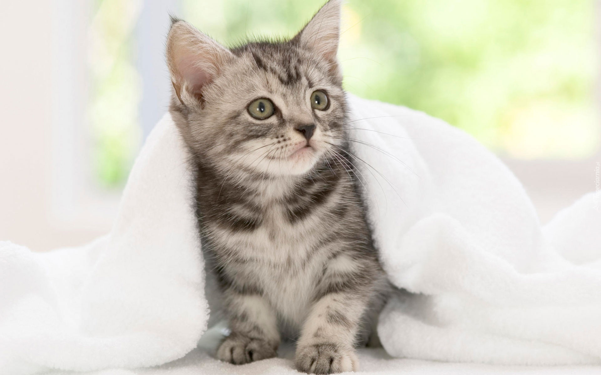 Kot, Ręcznik