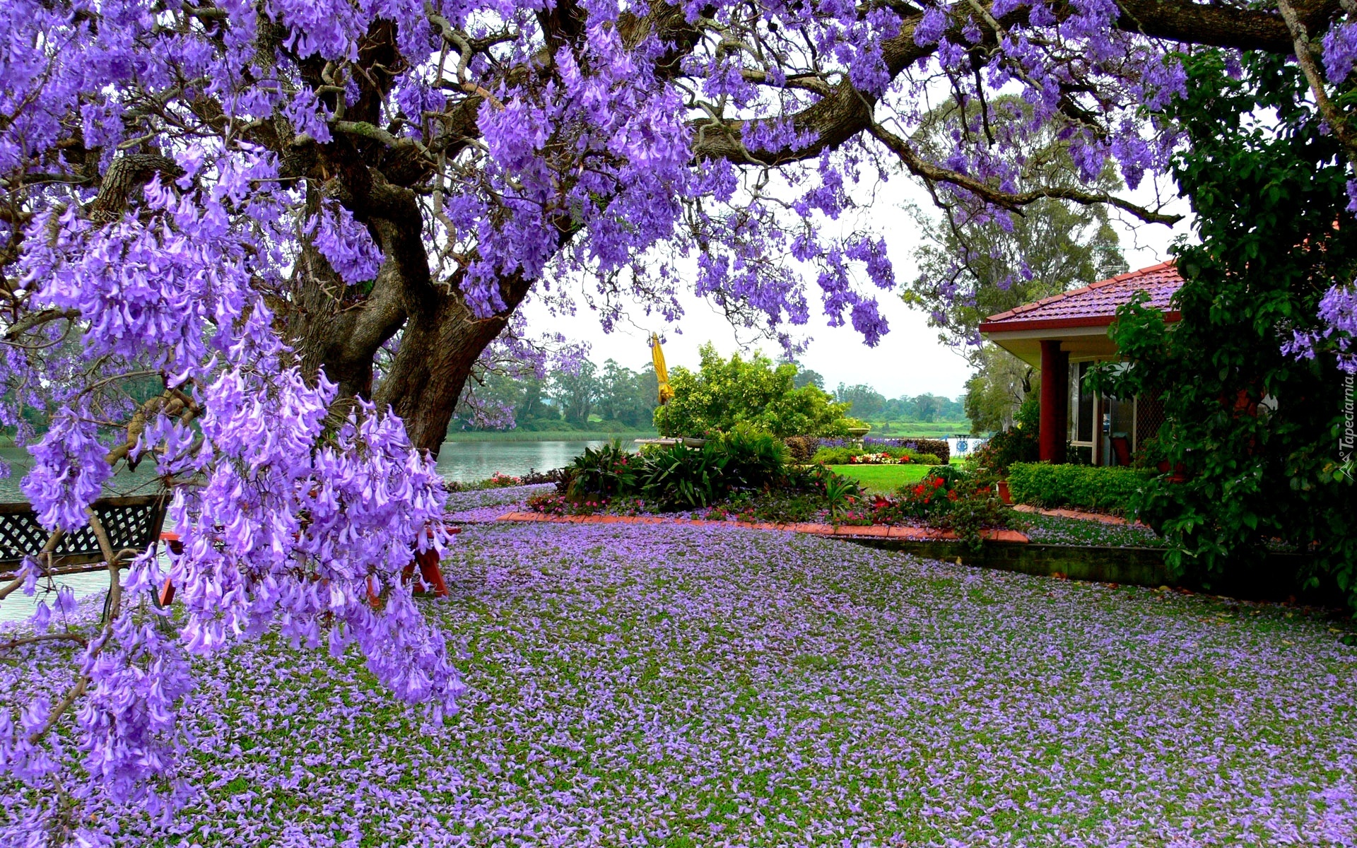 Dom, Ogród, Drzewo, Kwiaty