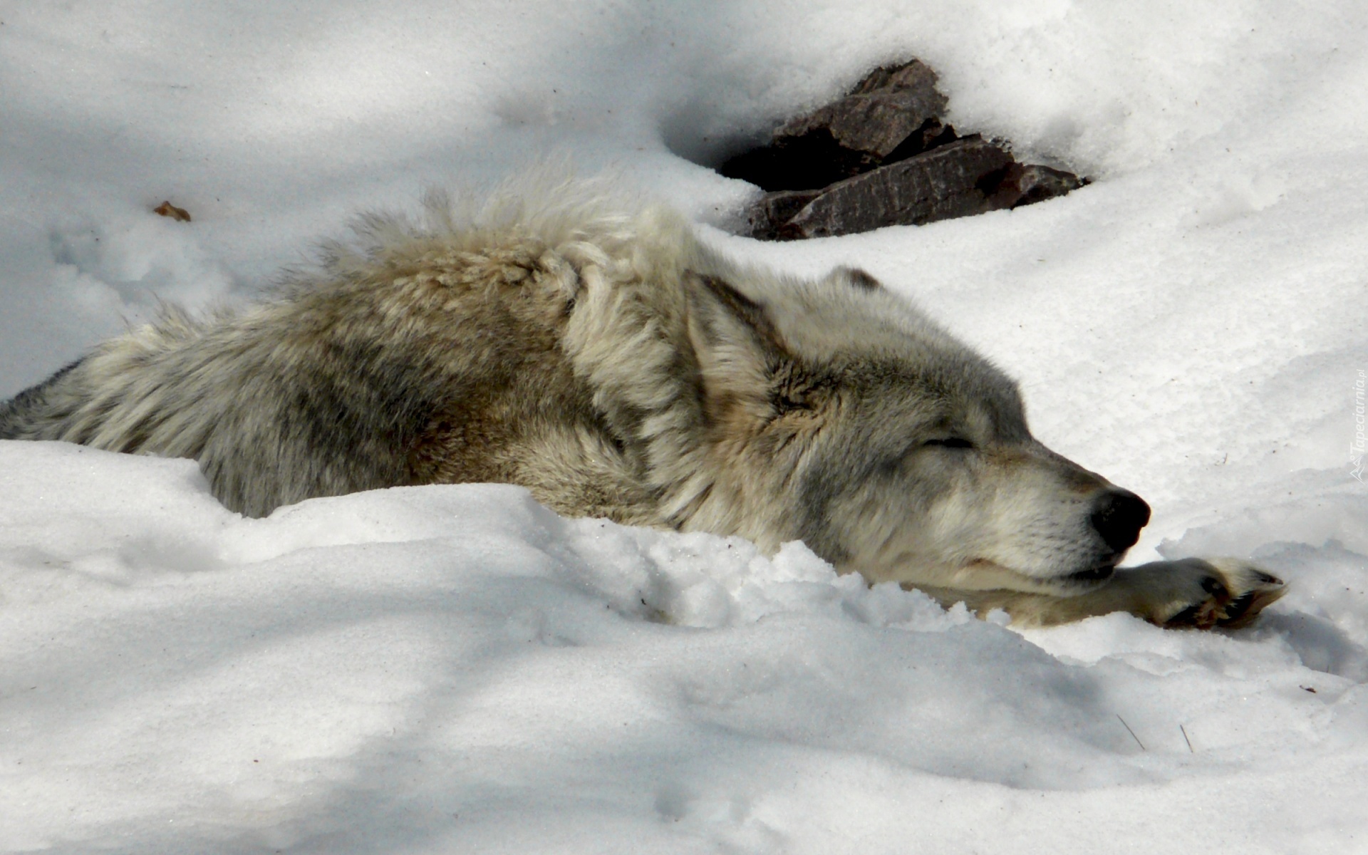 Śpiący, Wilk, Śnieg