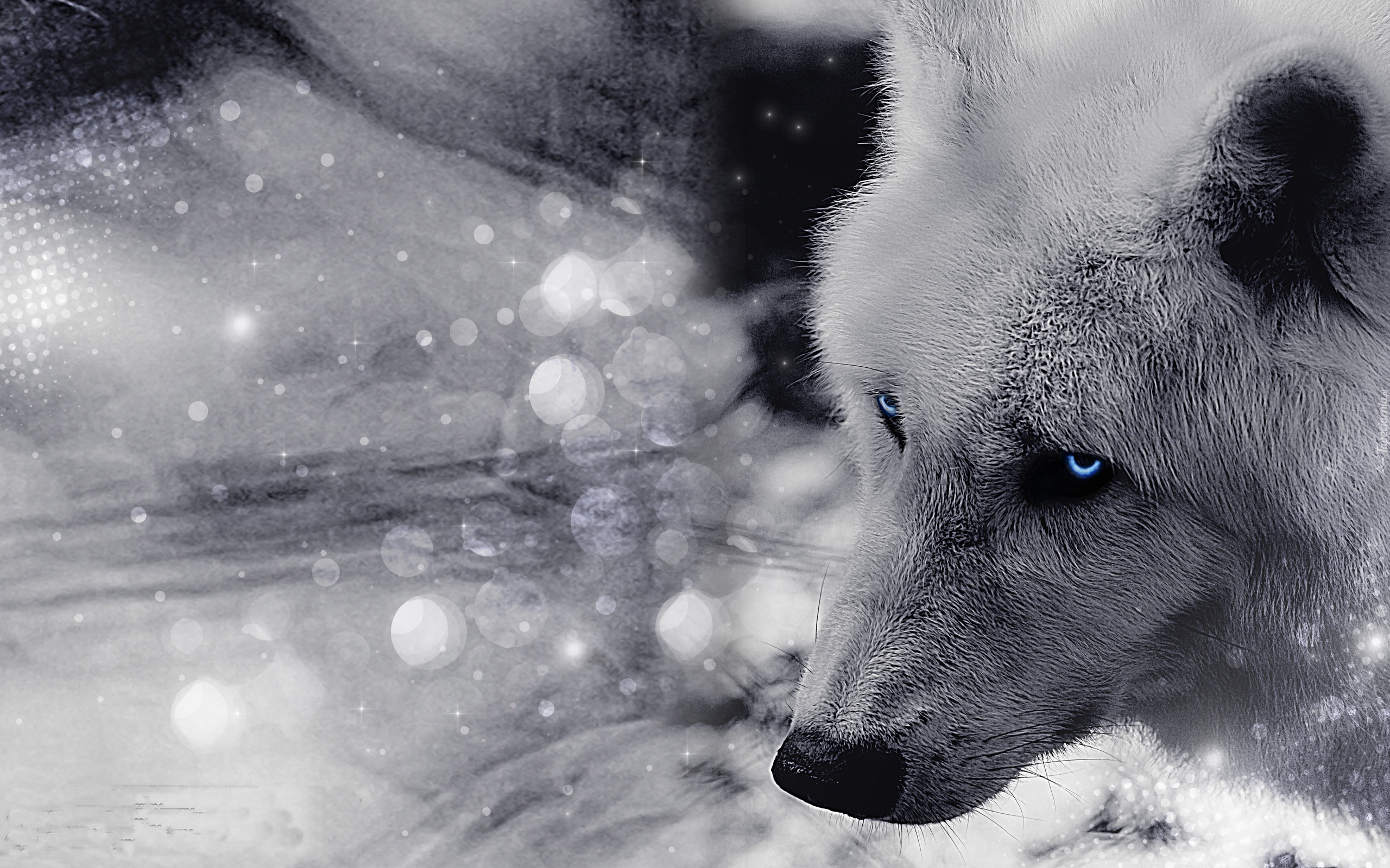 Niebieskie, Oczy, Siberian Husky
