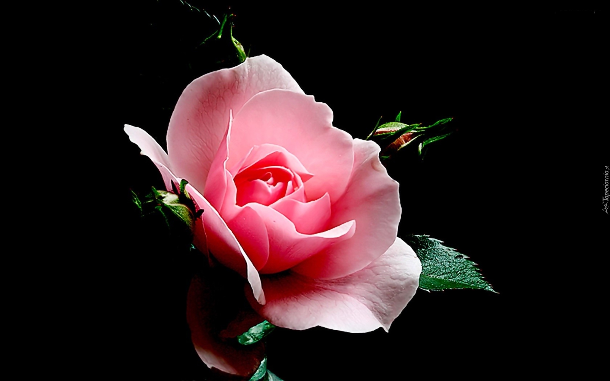 Kwiat, Róża, Liście