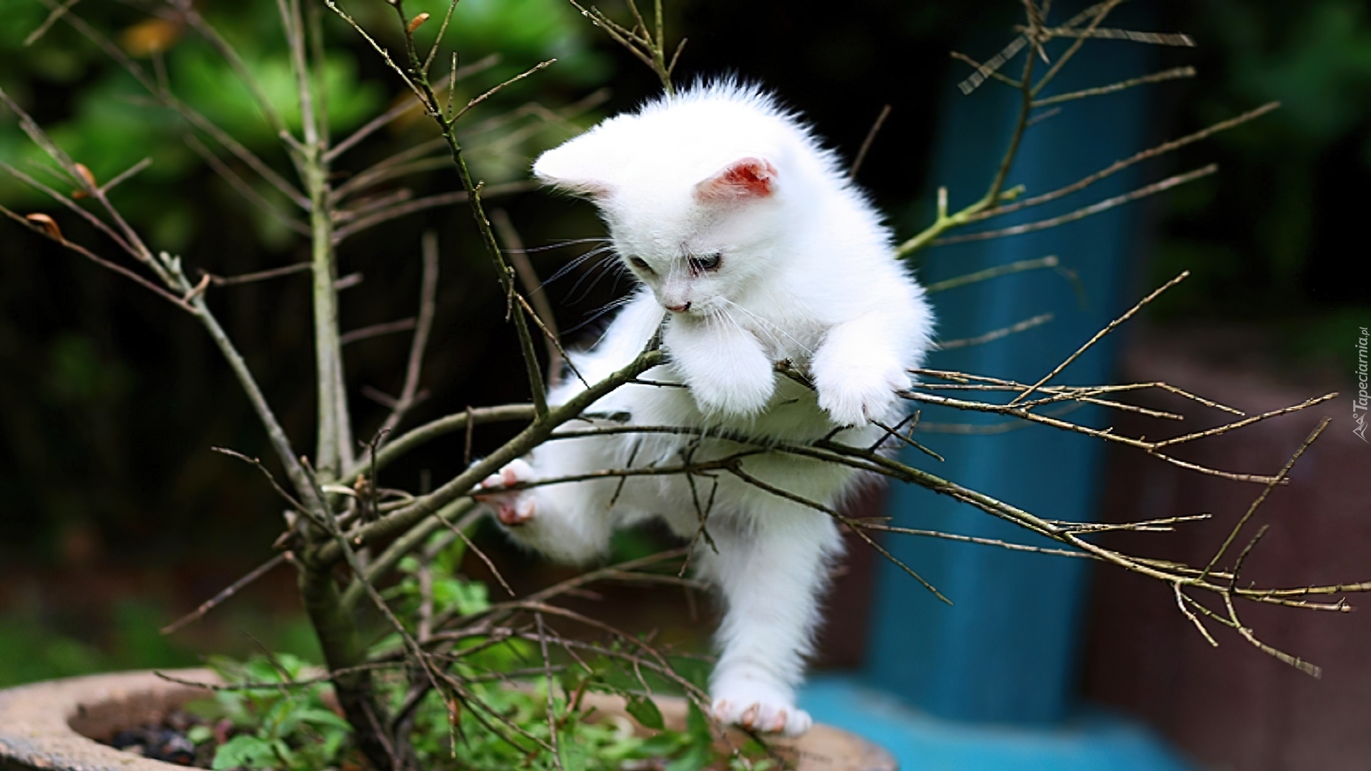 Kotek, Biały, Drzewko