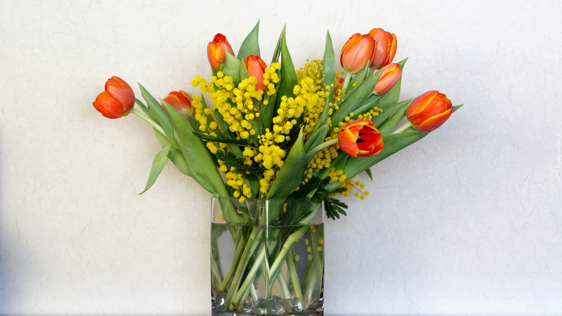 Kwiaty, Tulipany, Akacja srebrzysta, Bukiet