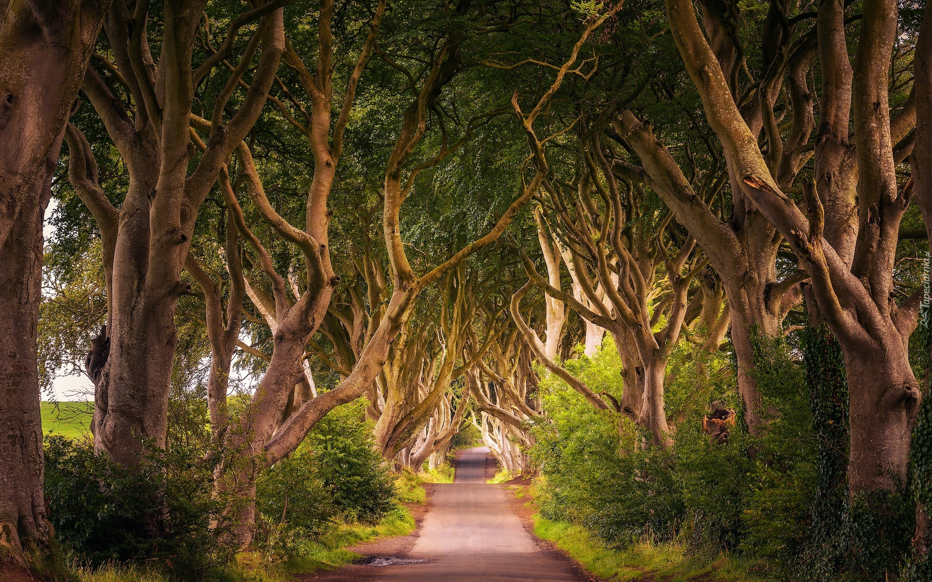 Aleja bukowa, Droga, Dark Hedges, Drzewa, Buki, Hrabstwo Antrim, Irlandia Północna