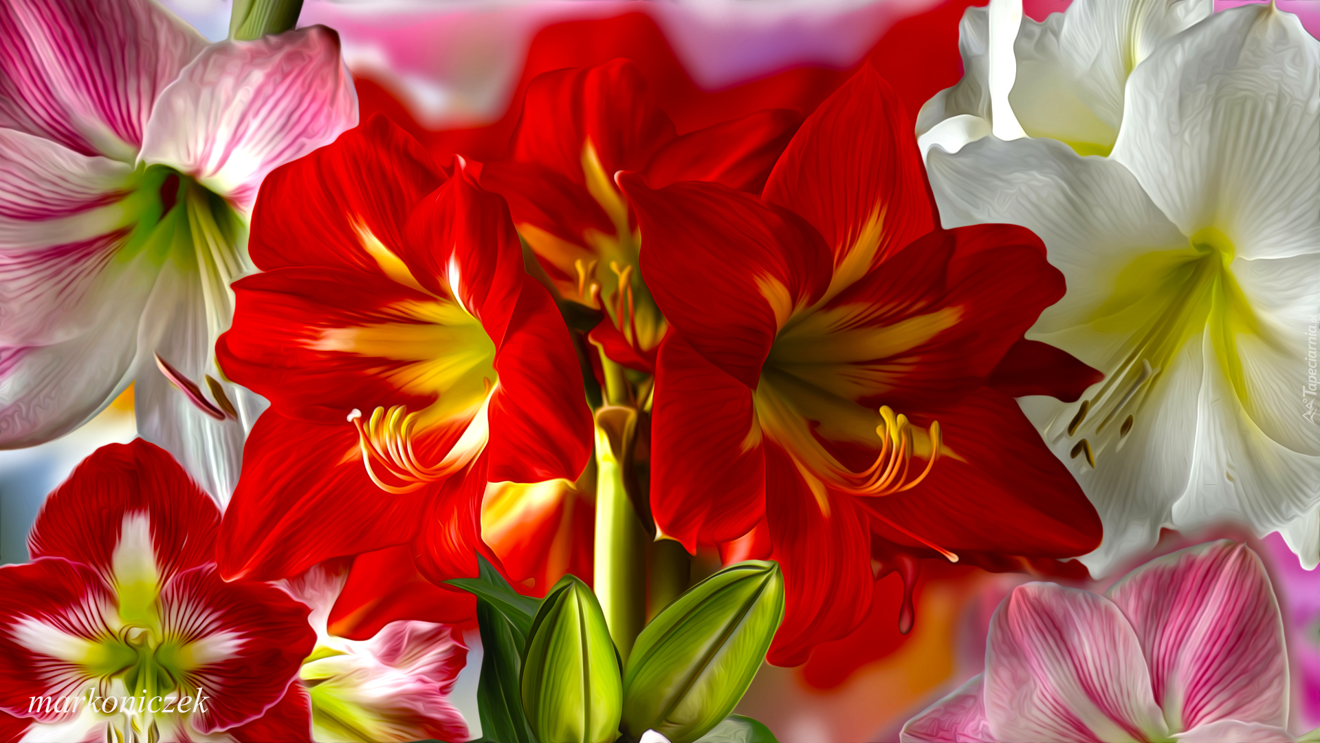 Kwiaty, Amarylis, Grafika