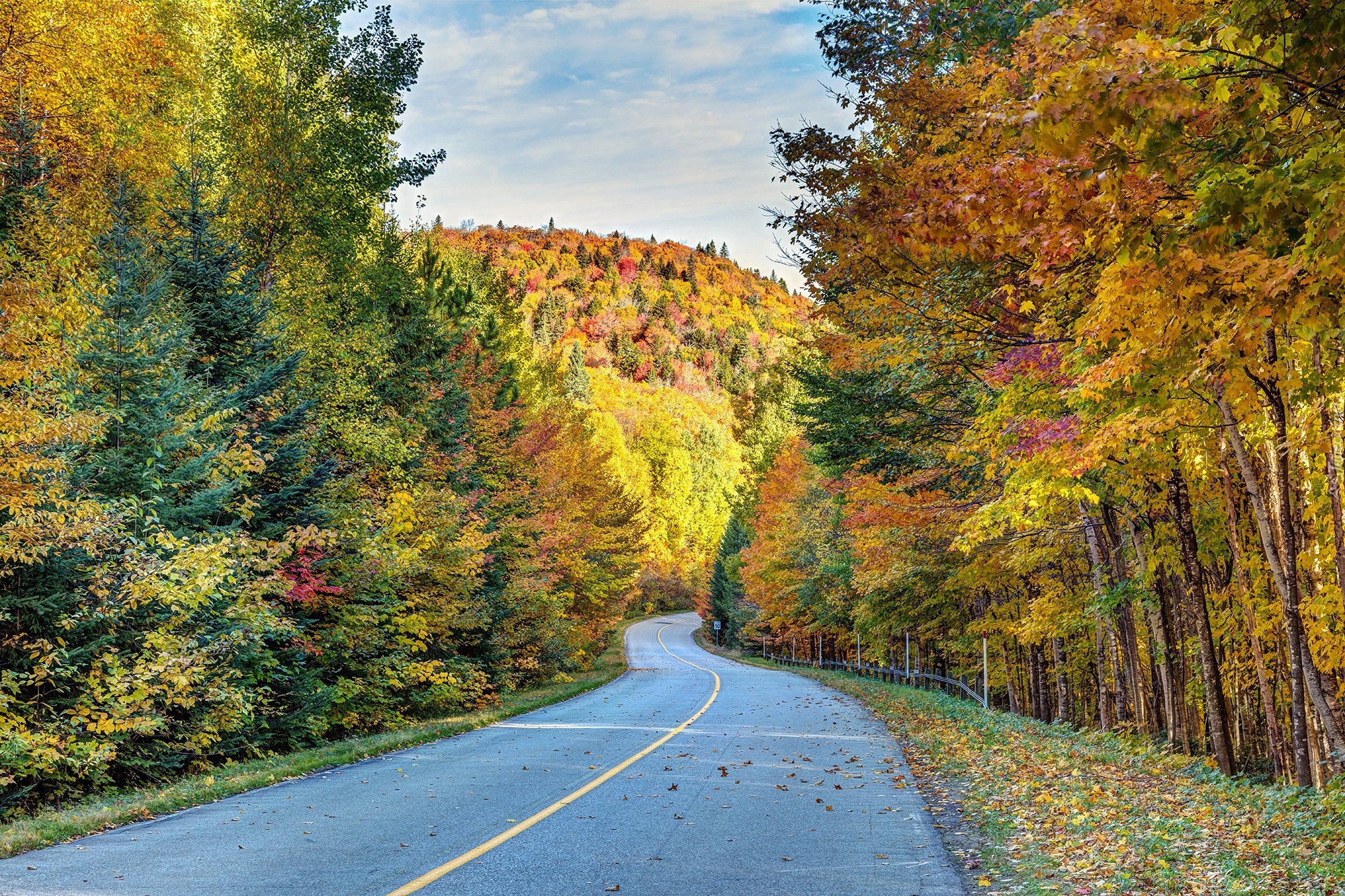 Droga, Las, Jesień, Kolorowe, Drzewa