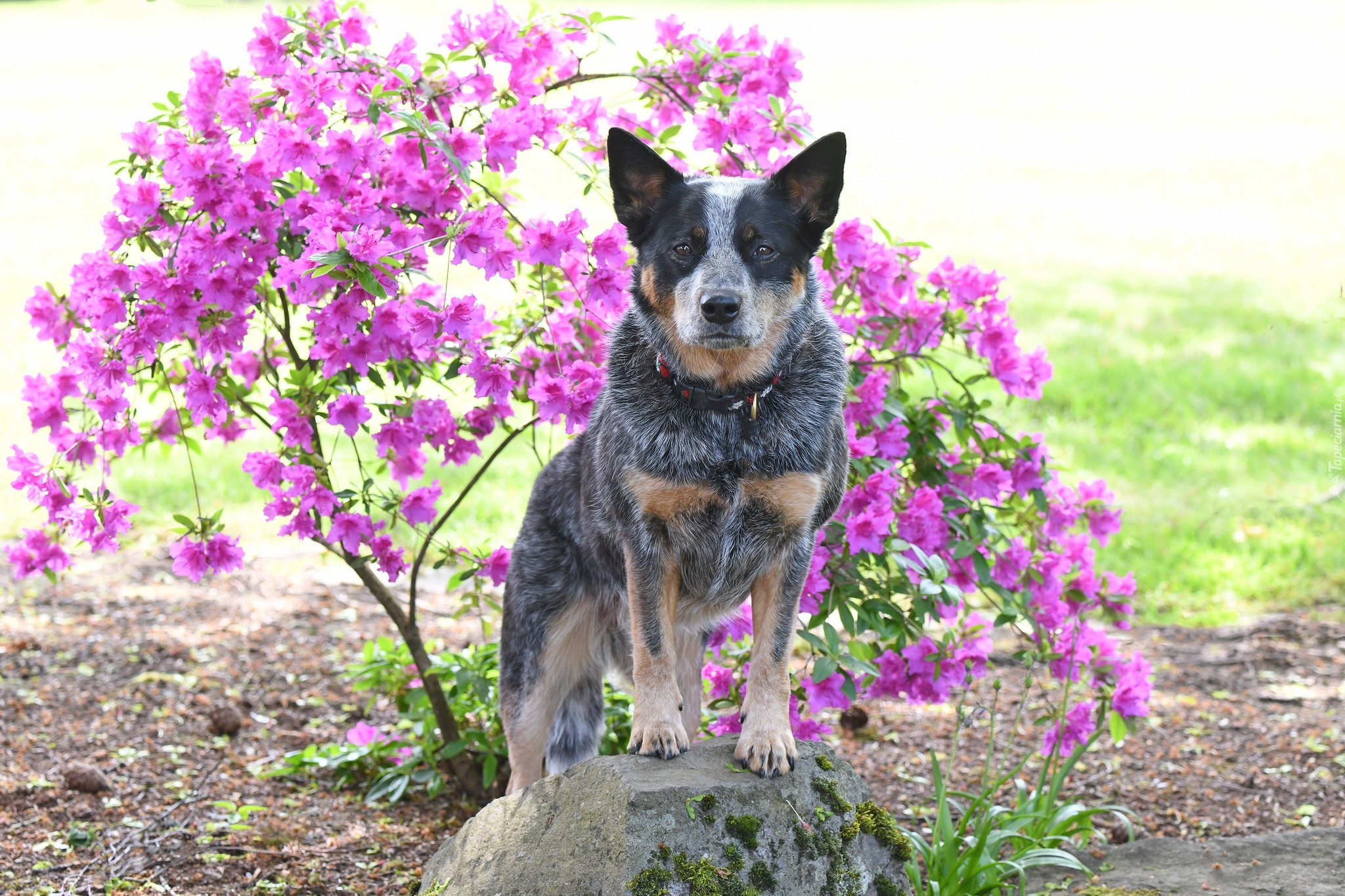 Pies, Australian cattle dog, Obroża, Kwiaty, Różanecznik