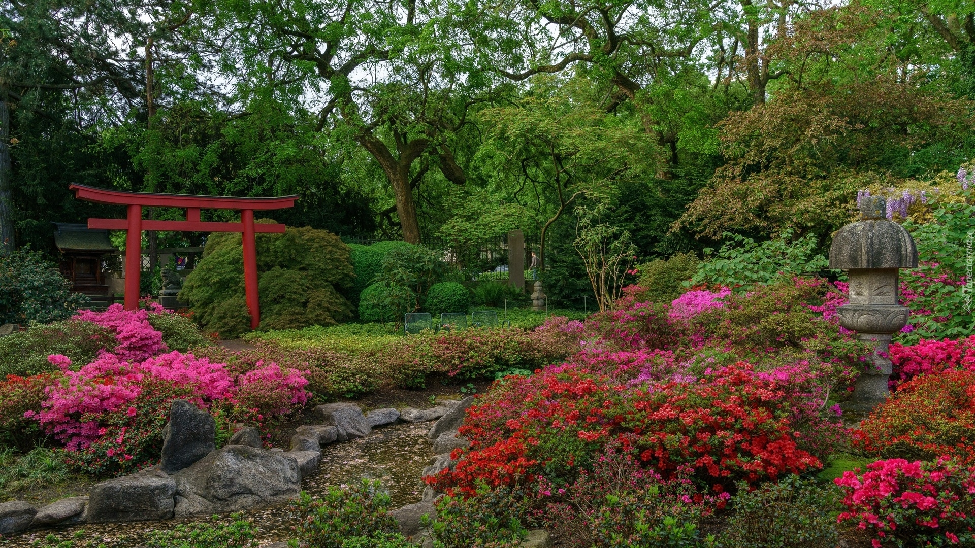 Ogród japoński, Drzewa, Strumyk, Różaneczniki