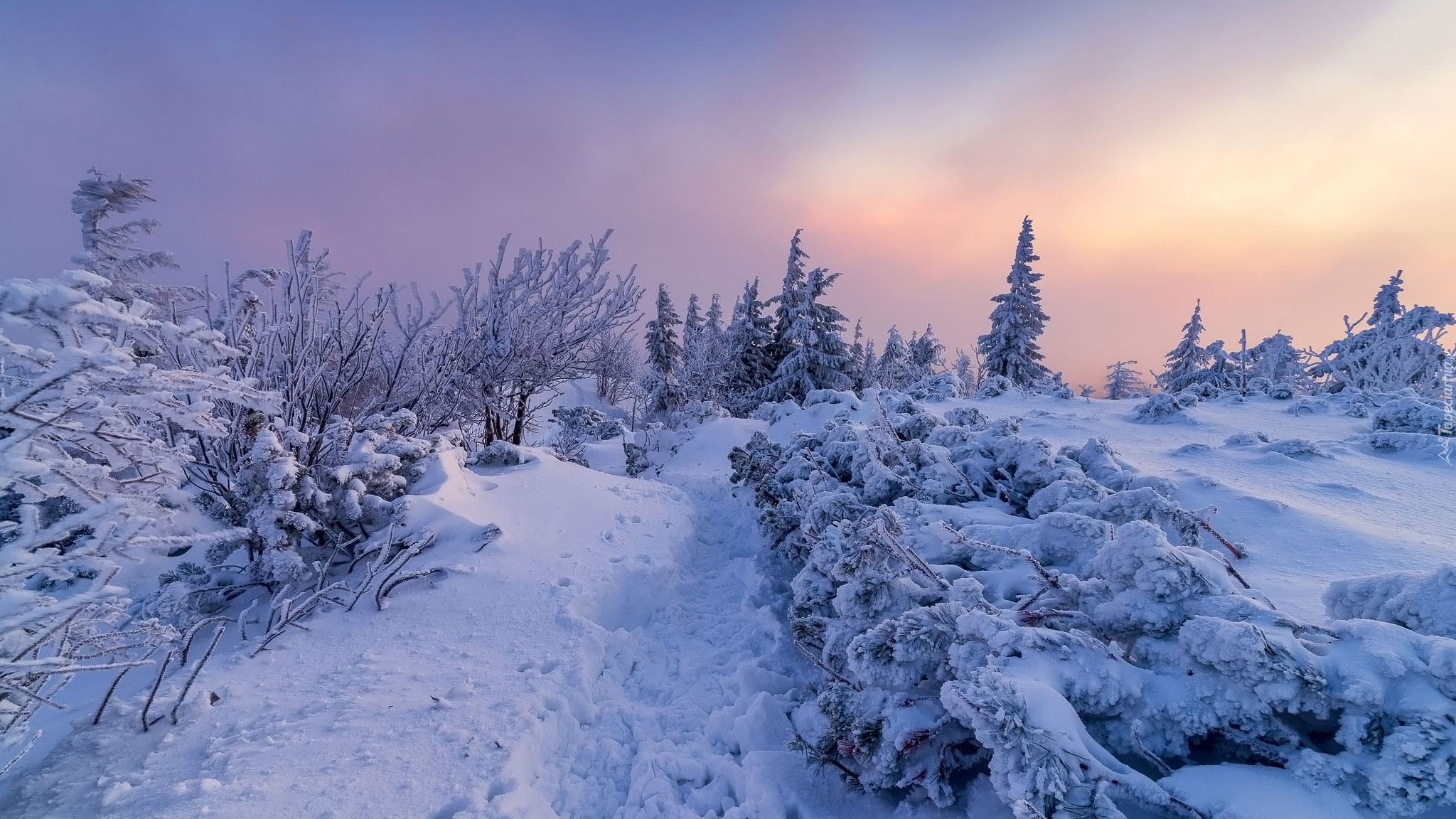 Zima, Śnieg, Drzewa, Droga, Chmury, Babiogórski Park Narodowy, Polska