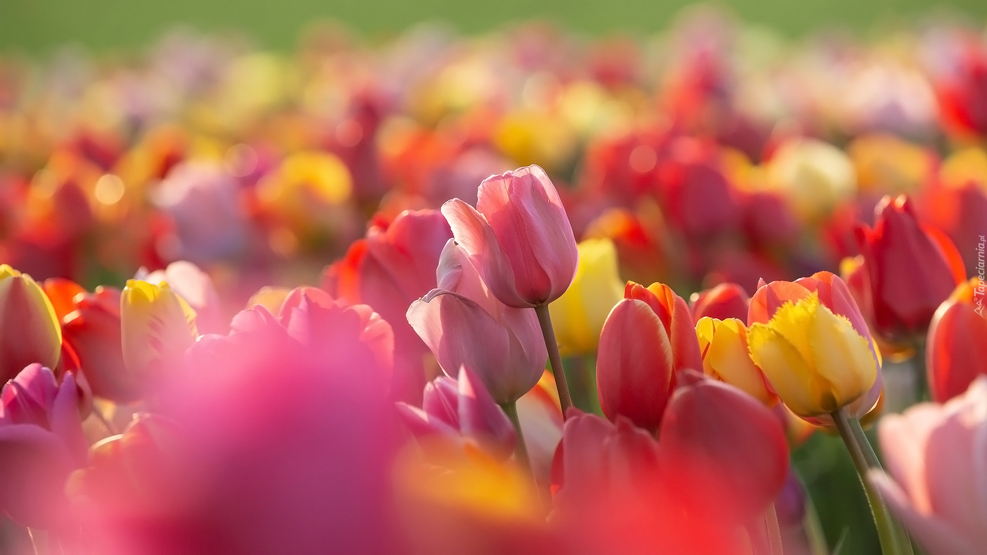Kolorowe, Tulipany, Zbliżenie