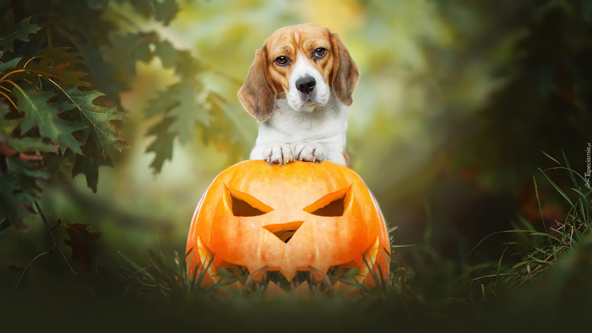 Pies, Beagle, Dynia, Halloween