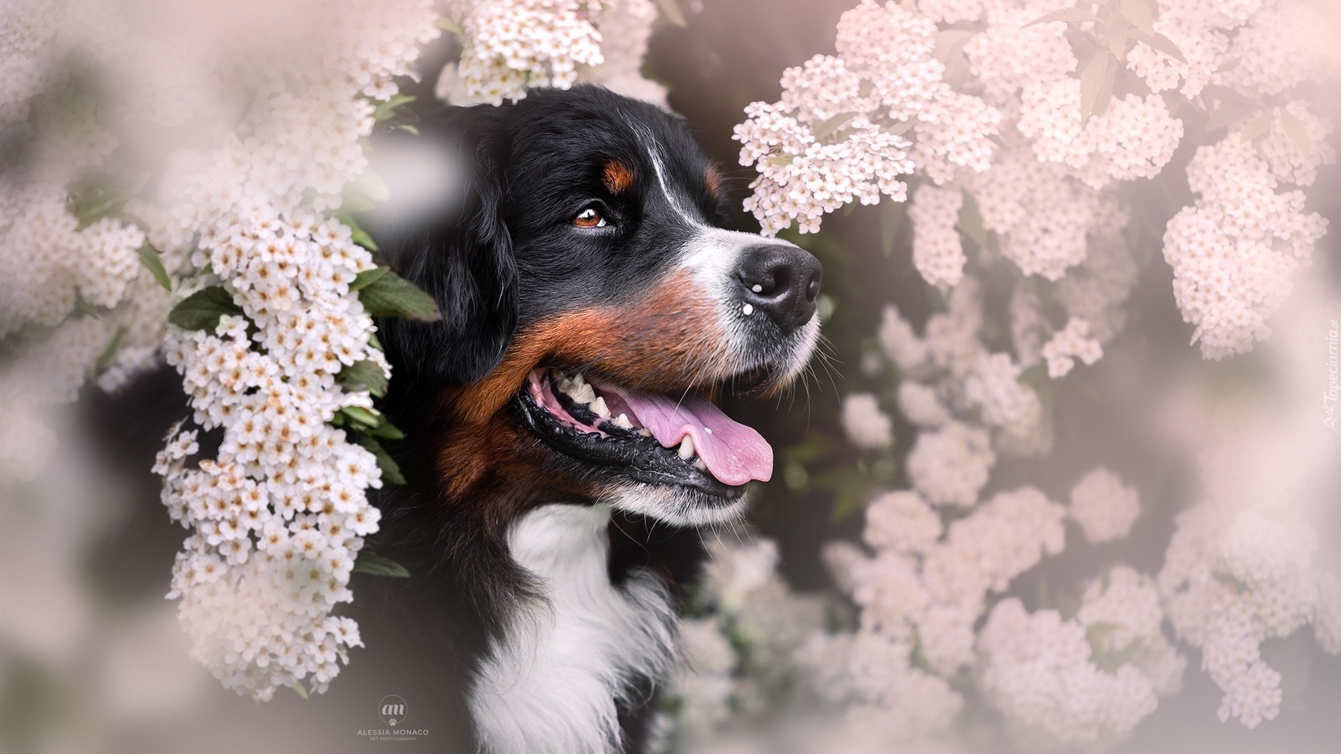 Berneński pies pasterski, Pies, Kwiaty