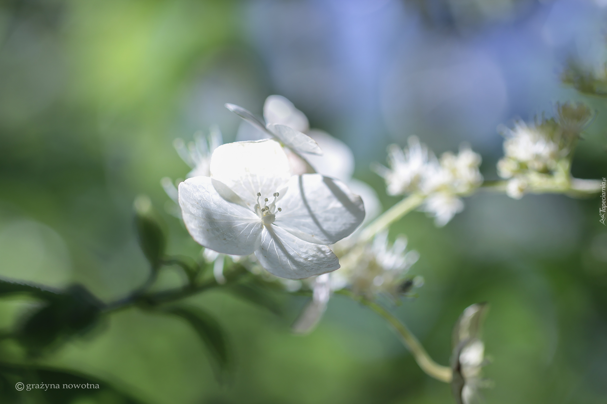 Biała, Hortensja, Kwiat