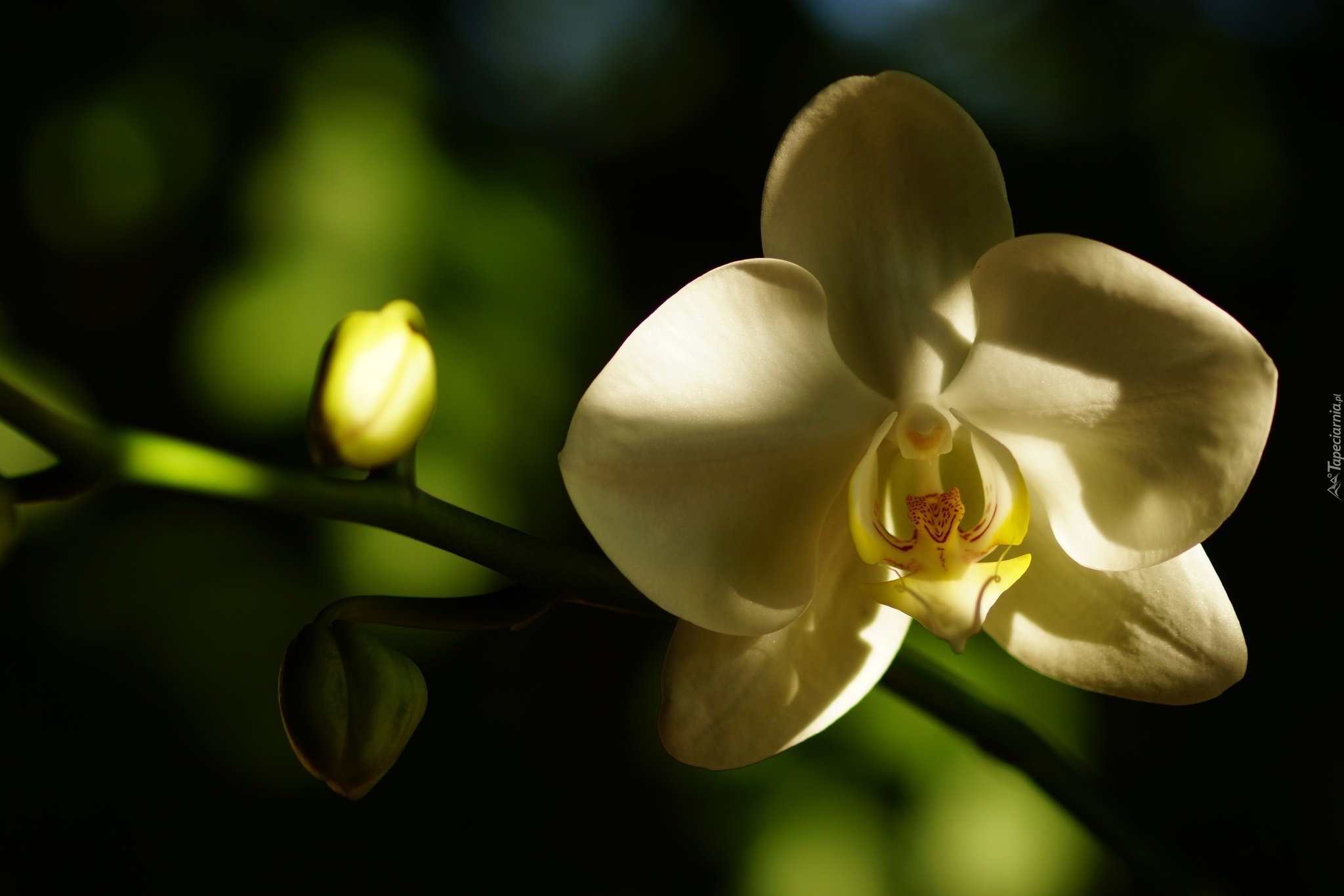 Biały, Kwiat, Storczyk, Orchidea, Pąk