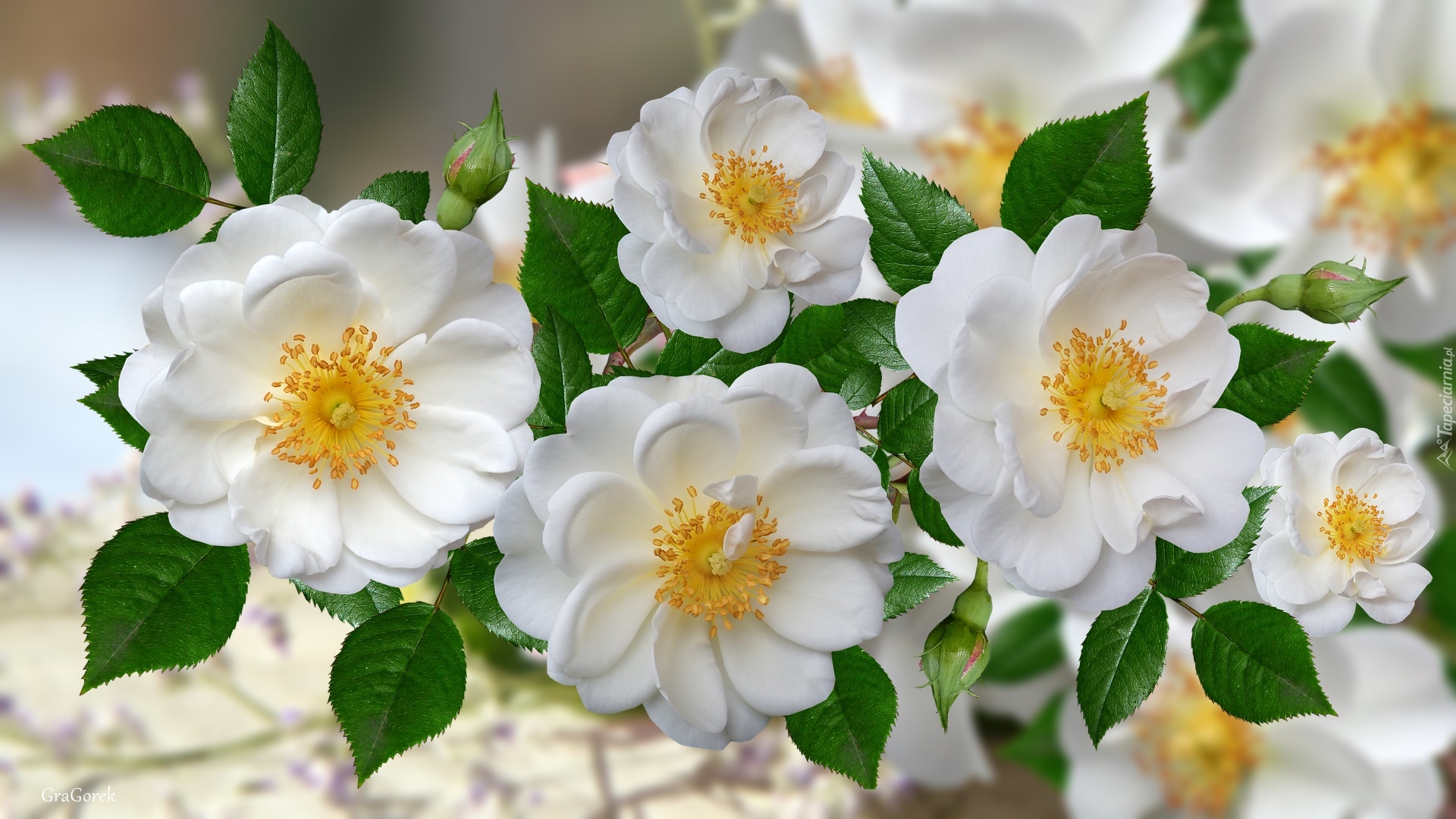 Białe, Kwiaty, Grafika 2D, Dzika róża