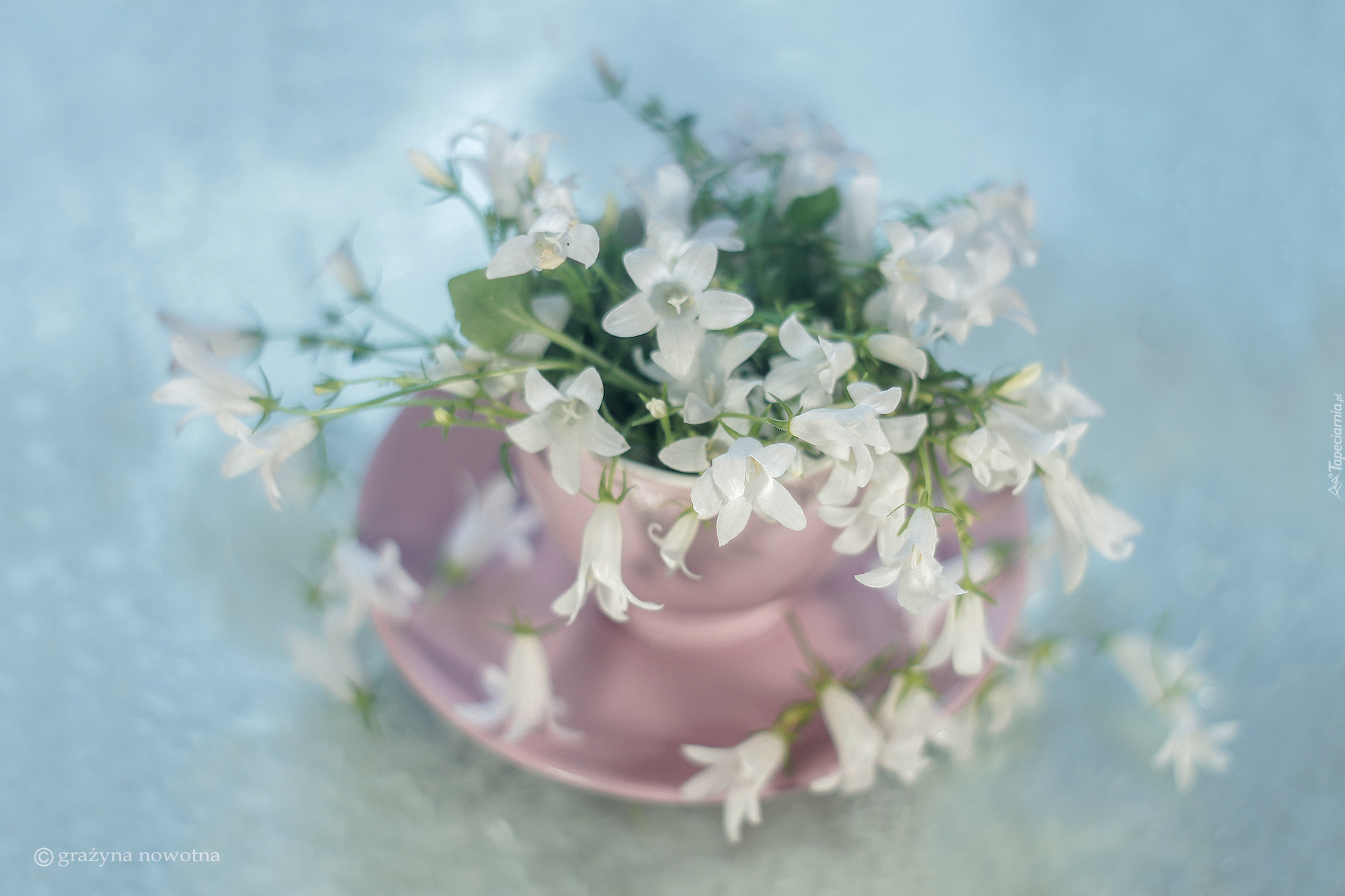Dzwonek dalmatyński, Campanula, Białe, Kwiaty