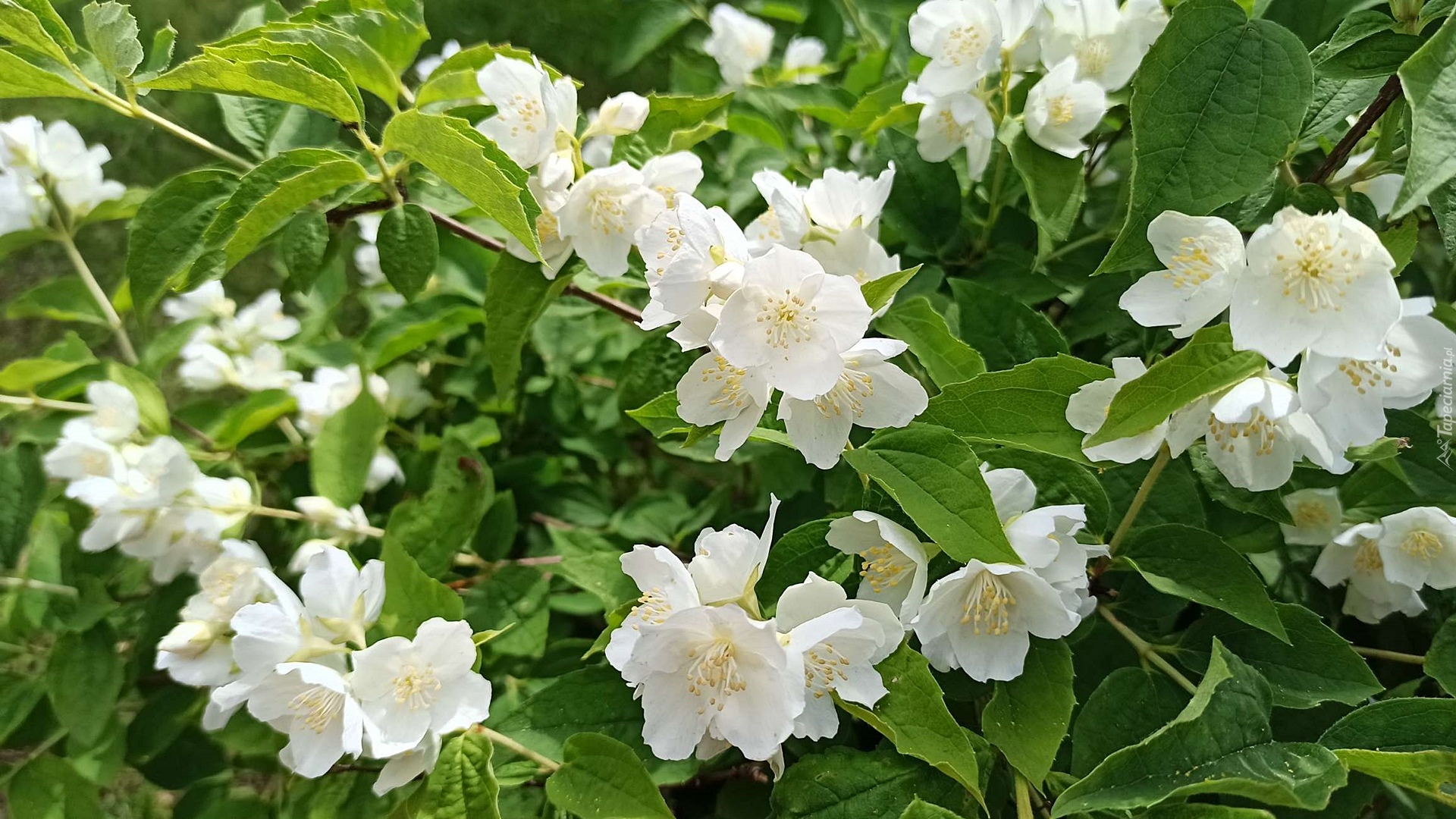 Białe, Kwiaty, Jaśminowiec