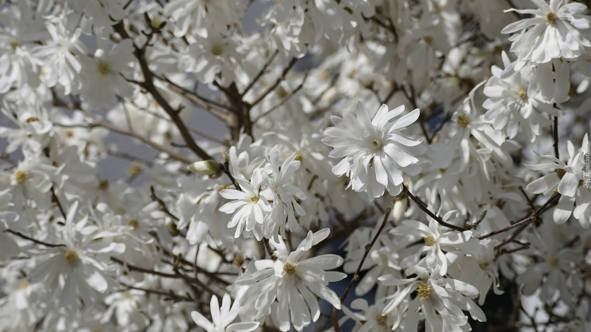 Magnolia, Białe, Kwiaty, Rozkwitnięte