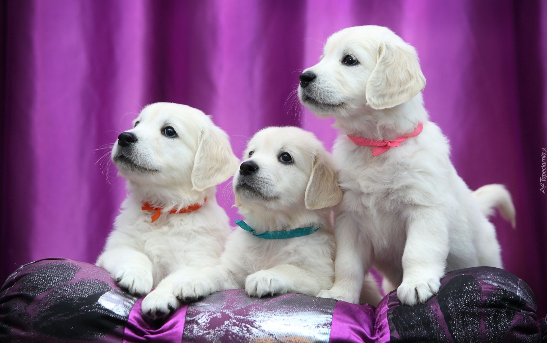 Trzy, Psy, Szczeniaki, Labrador retriever